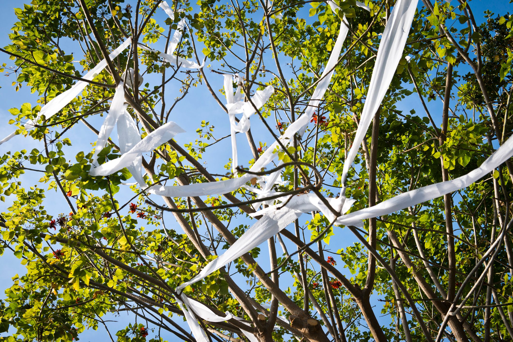 How To Get Toilet Paper Out of Trees