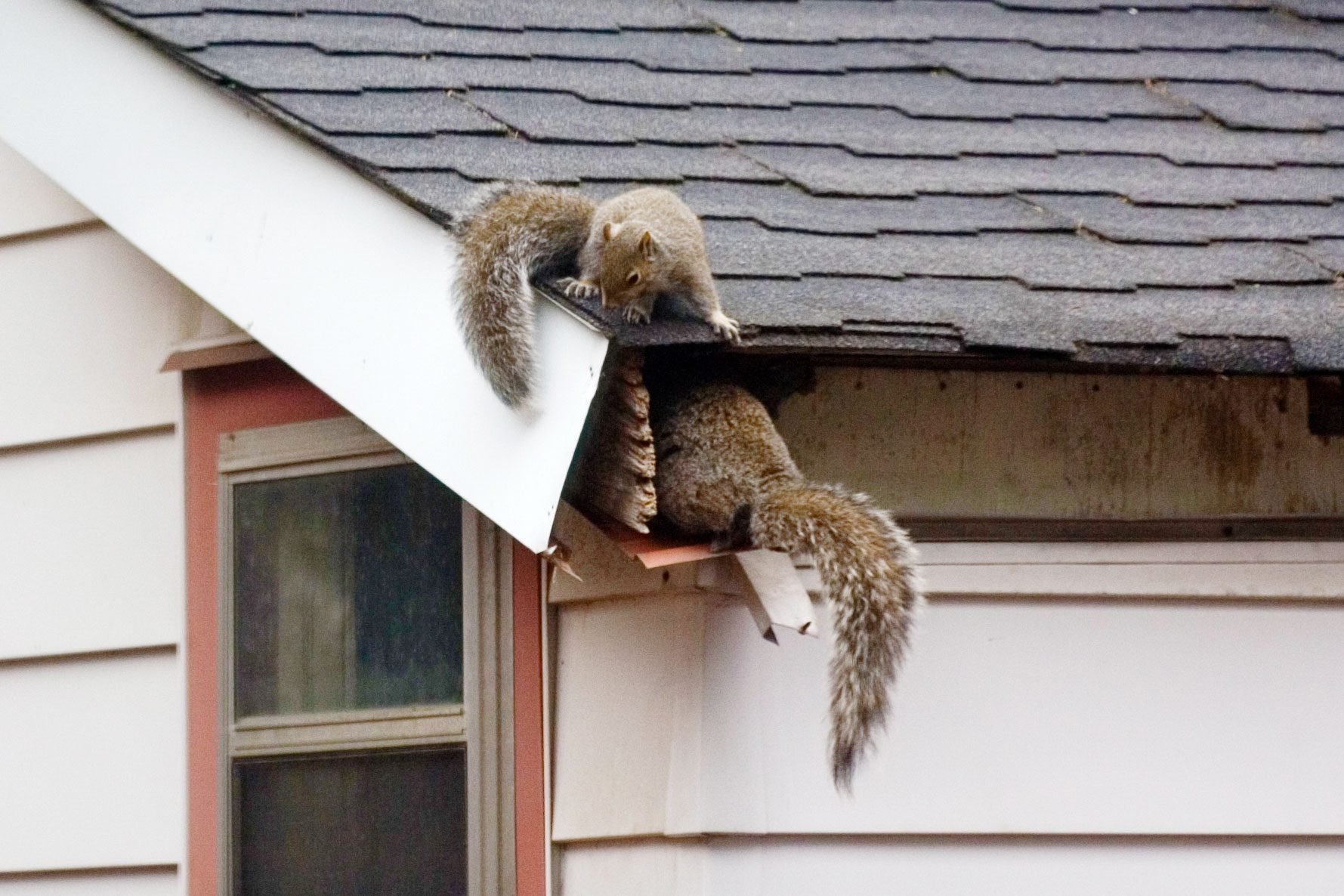 squirrel making house
