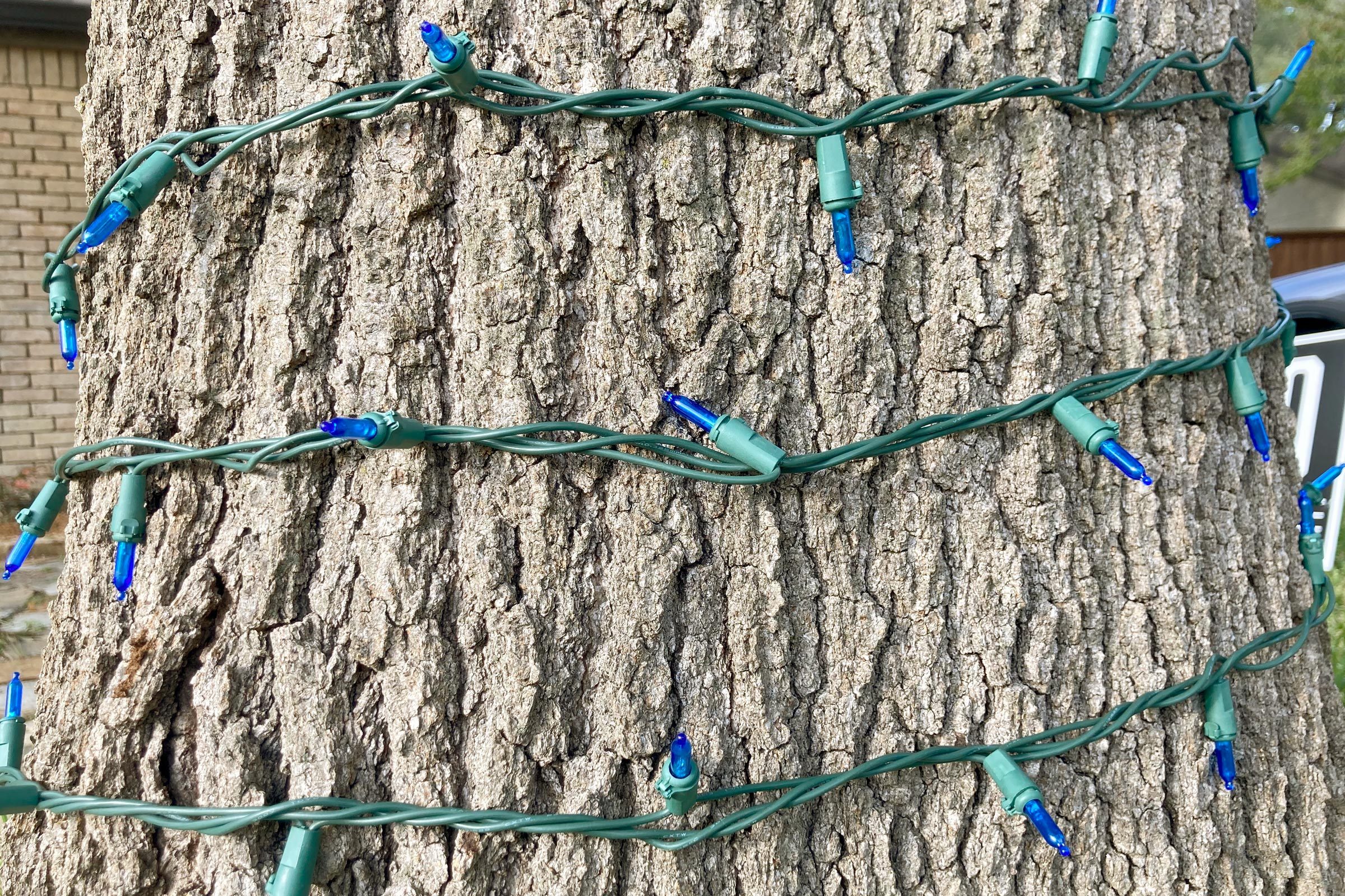 a tree trunk wrapped with christmas lights