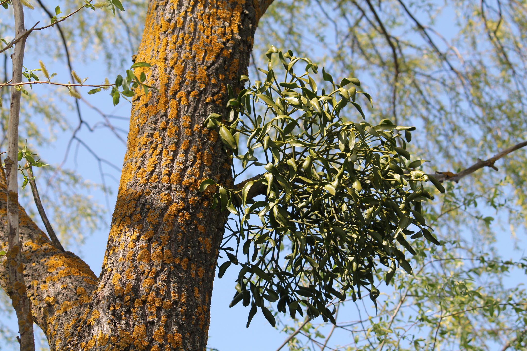 Should You Try To Grow Mistletoe?