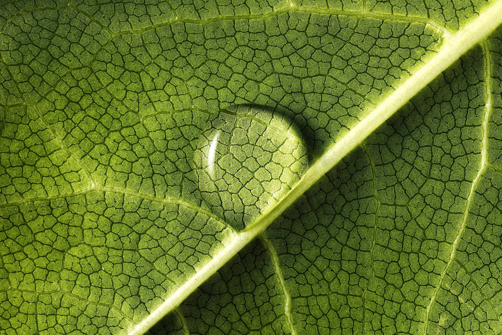 If Your Indoor Plant Has Water Droplets On Its Leaves, This Is What It Means