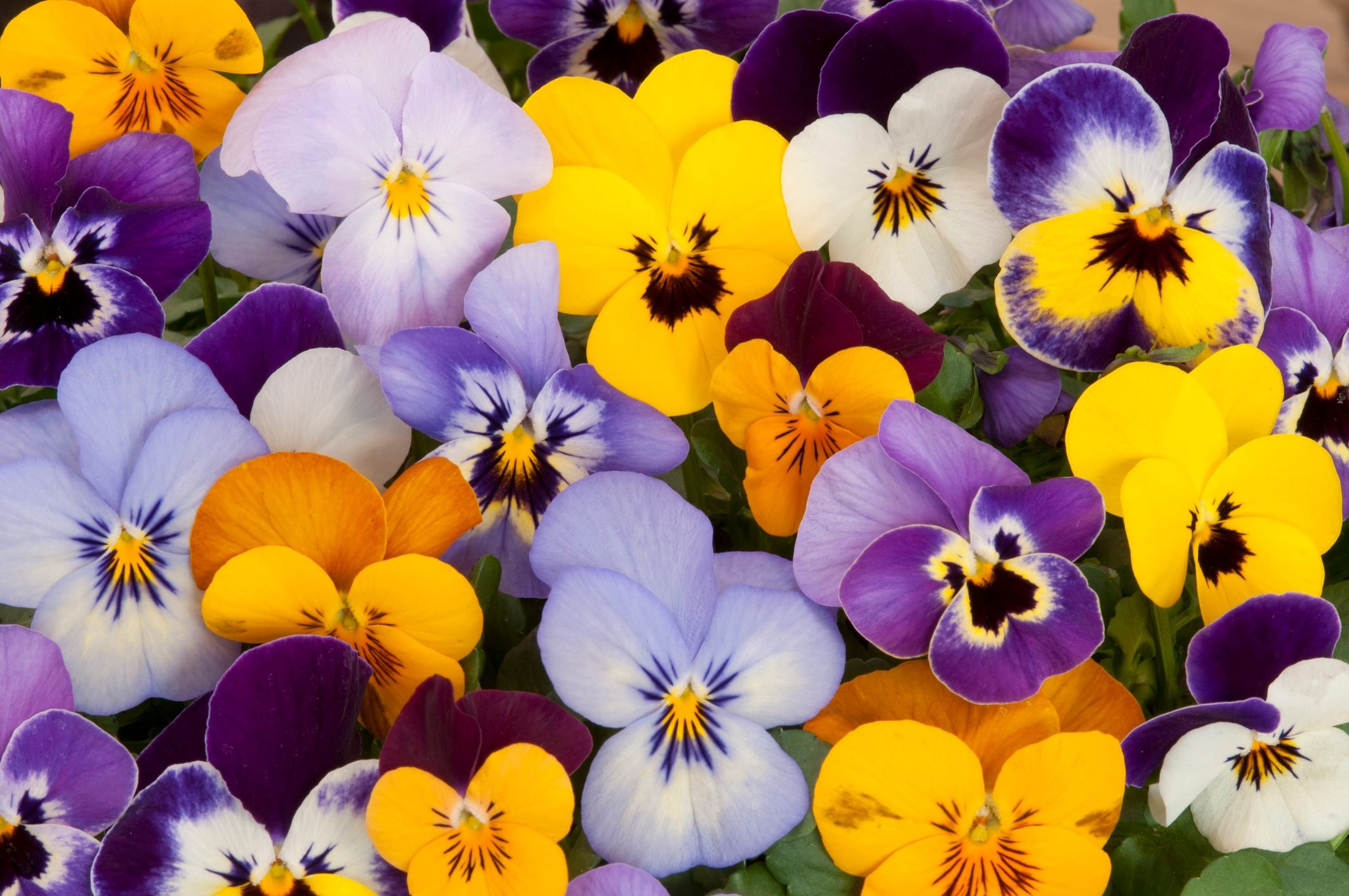 How To Grow and Care for Pansies