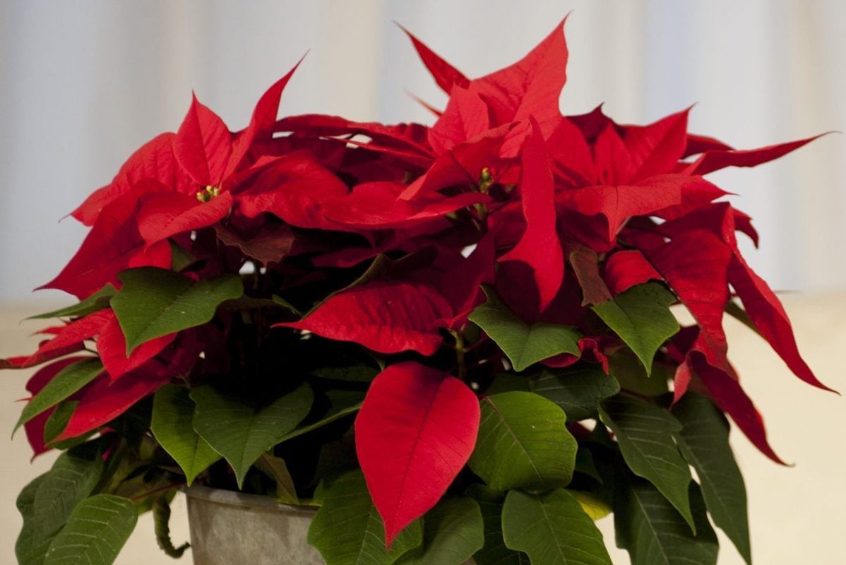 How To Keep a Poinsettia Alive After Christmas