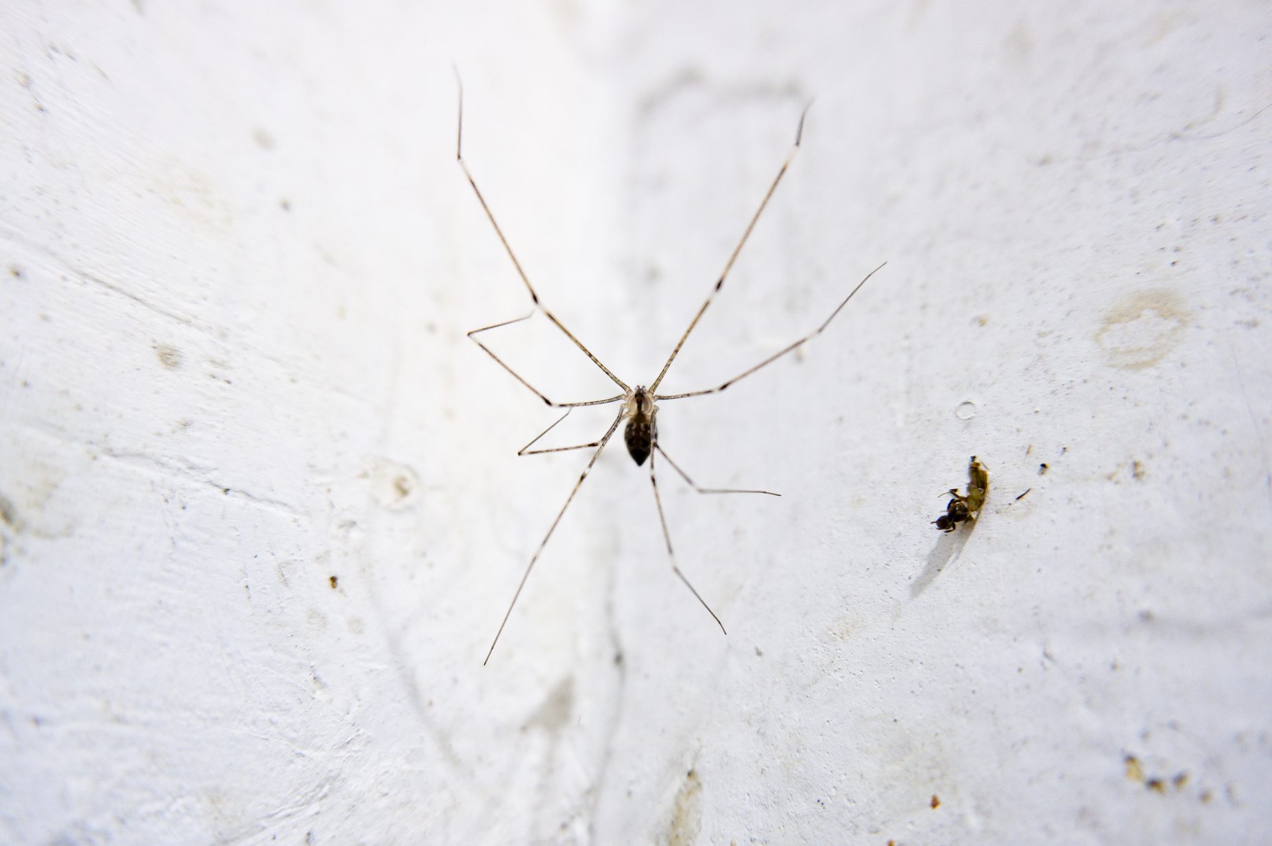 House Spiders Information, Facts, and Pest Control | Family Handyman