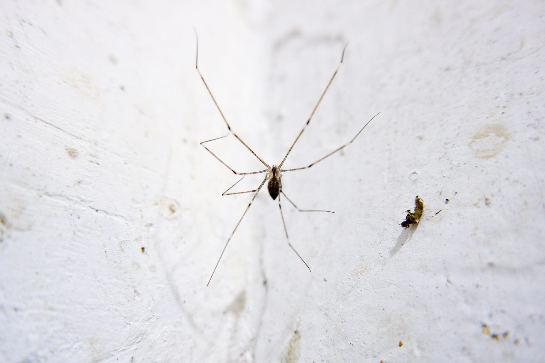 Spiders in Your Basement? Here's How to Get Rid of Them and Keep Them Out