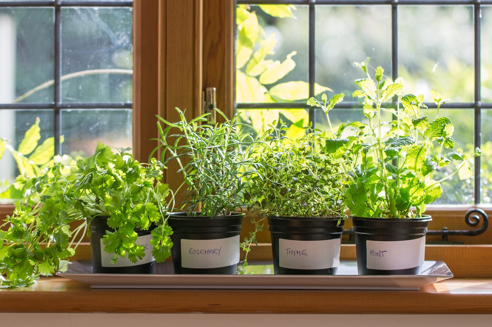 Starting an Indoor Herb Garden