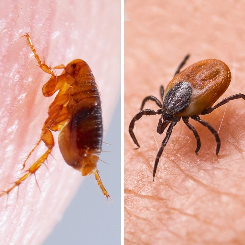 What's the Difference Between Fleas and Ticks?