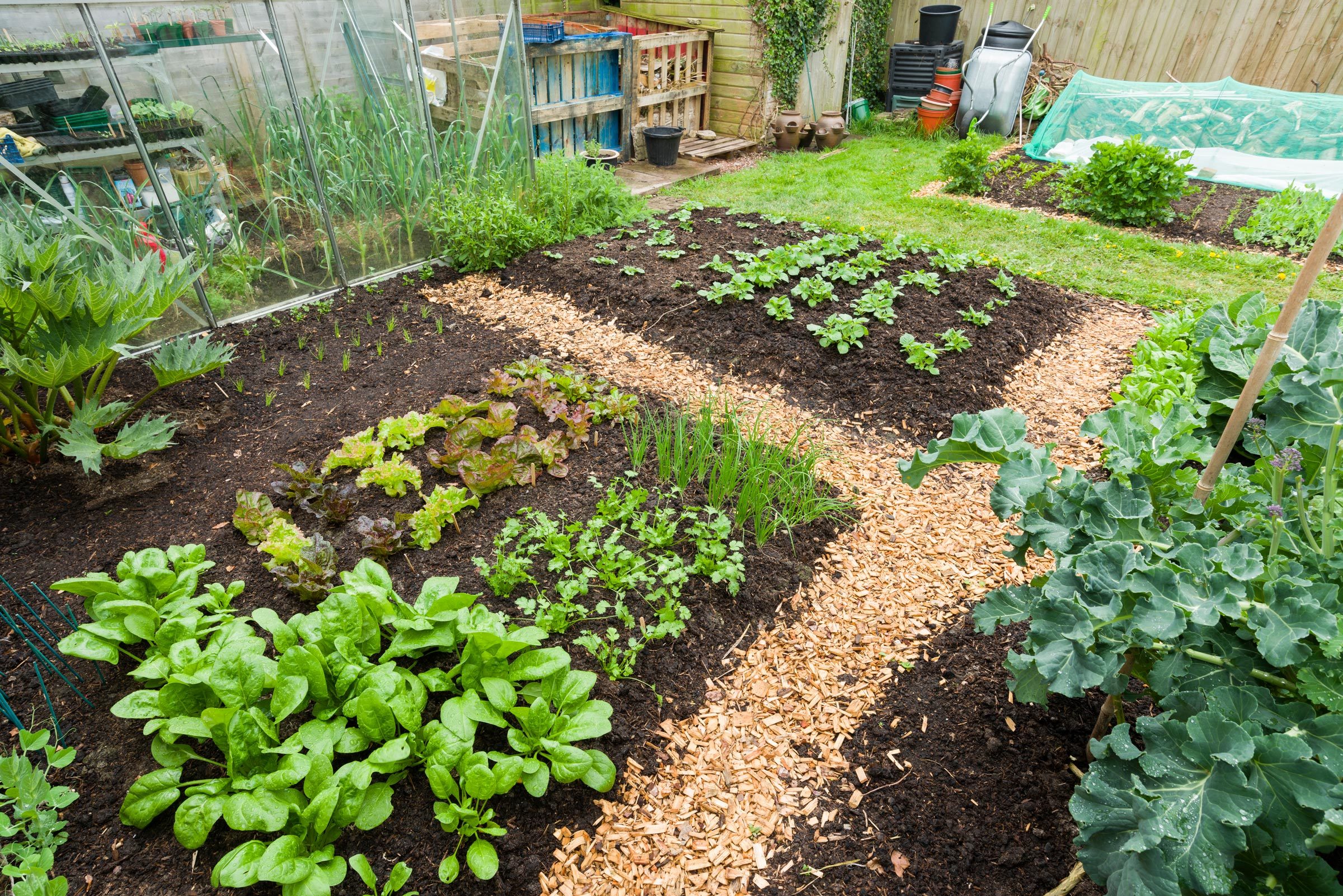 Should I Rotate Crops in My Vegetable Garden?