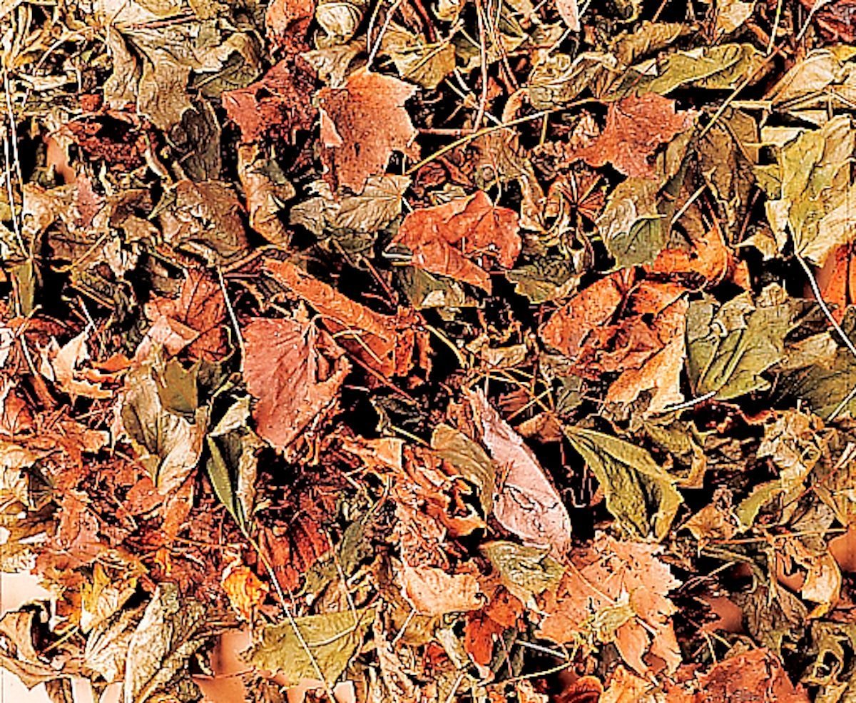 5 Tips for Dealing with Fall Leaves
