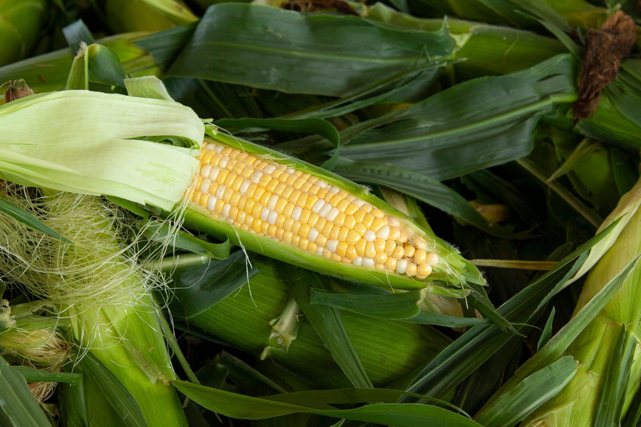 How To Grow Corn in Your Backyard Garden