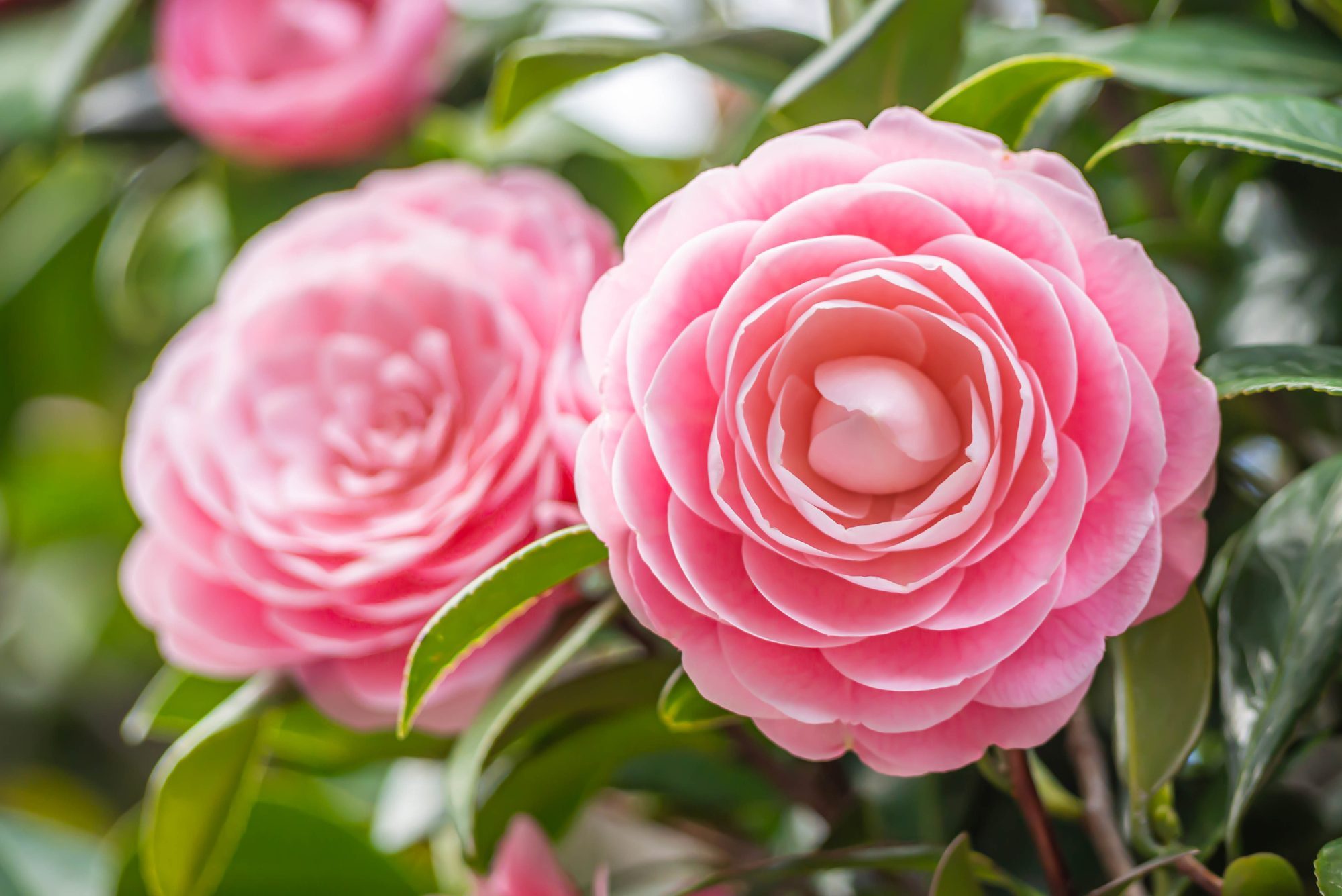 10 Types of Flowers to Spruce Up Your Garden