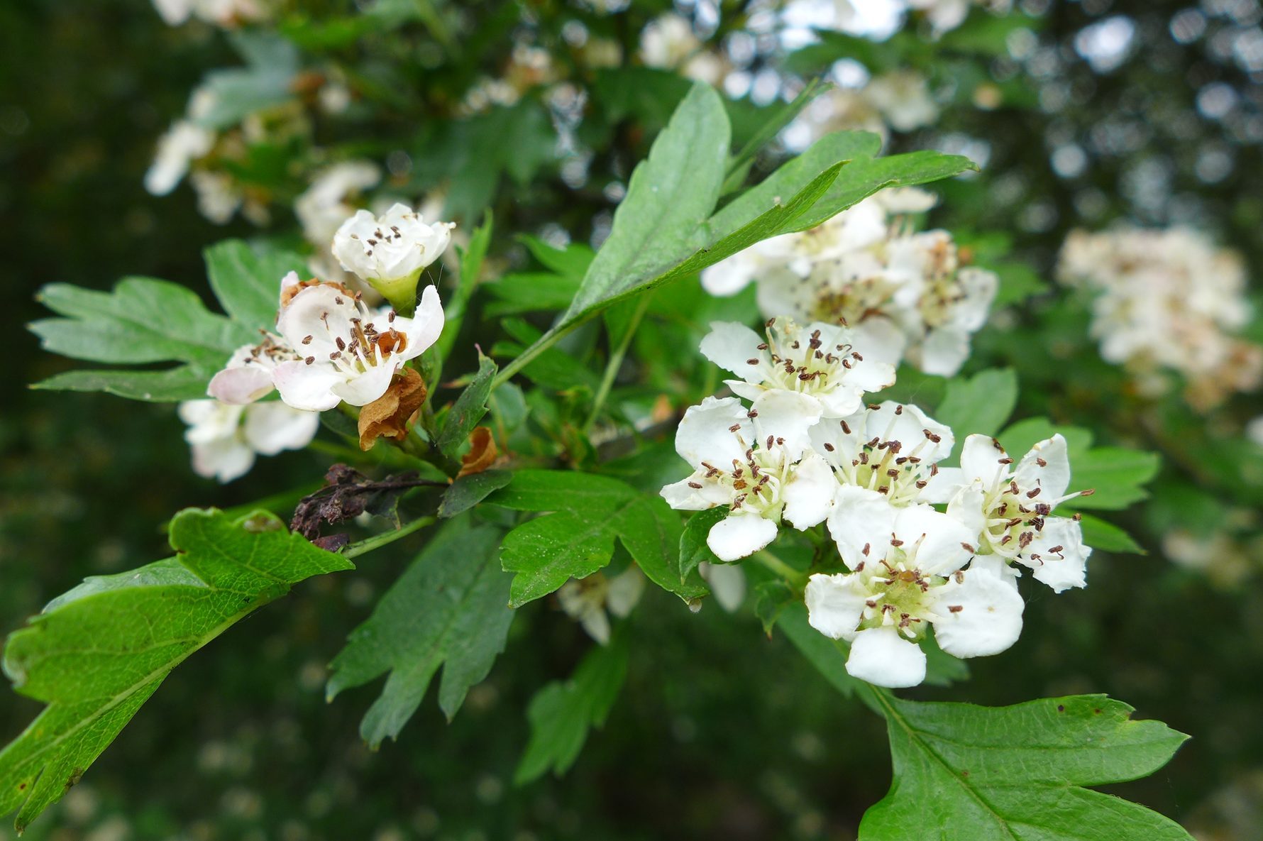 Washington Hawthorn Tree