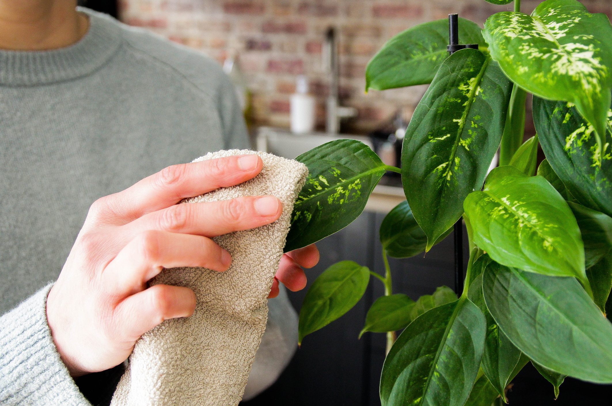 You Should Dust Your Houseplants— Here's Why