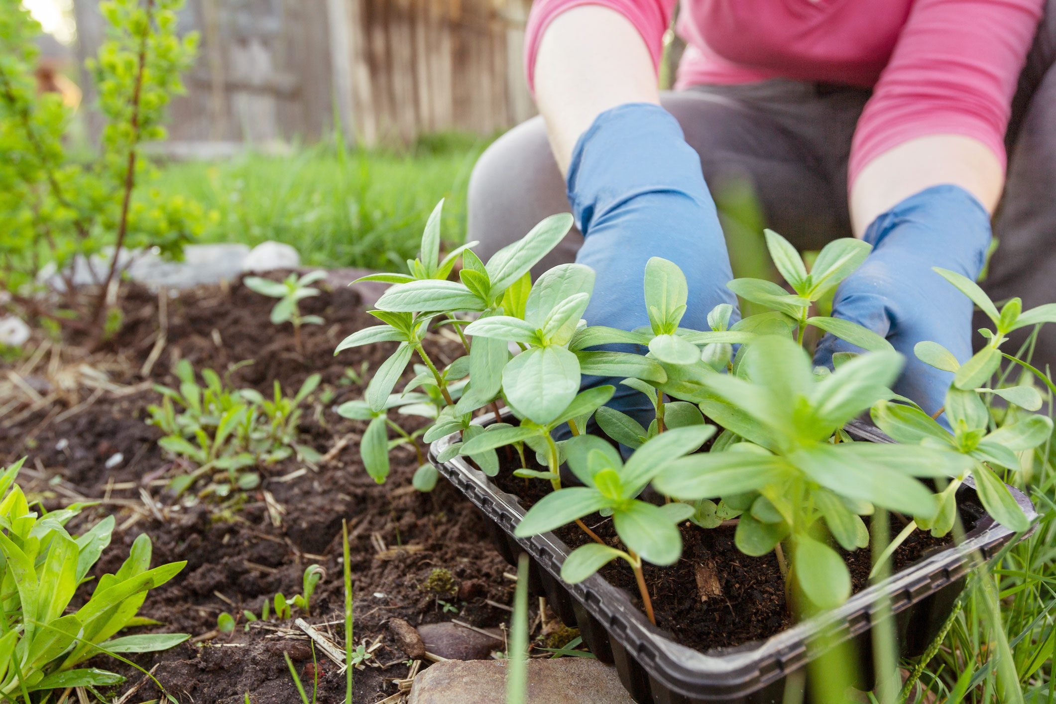 Gardening 101: How To Plant Flowers