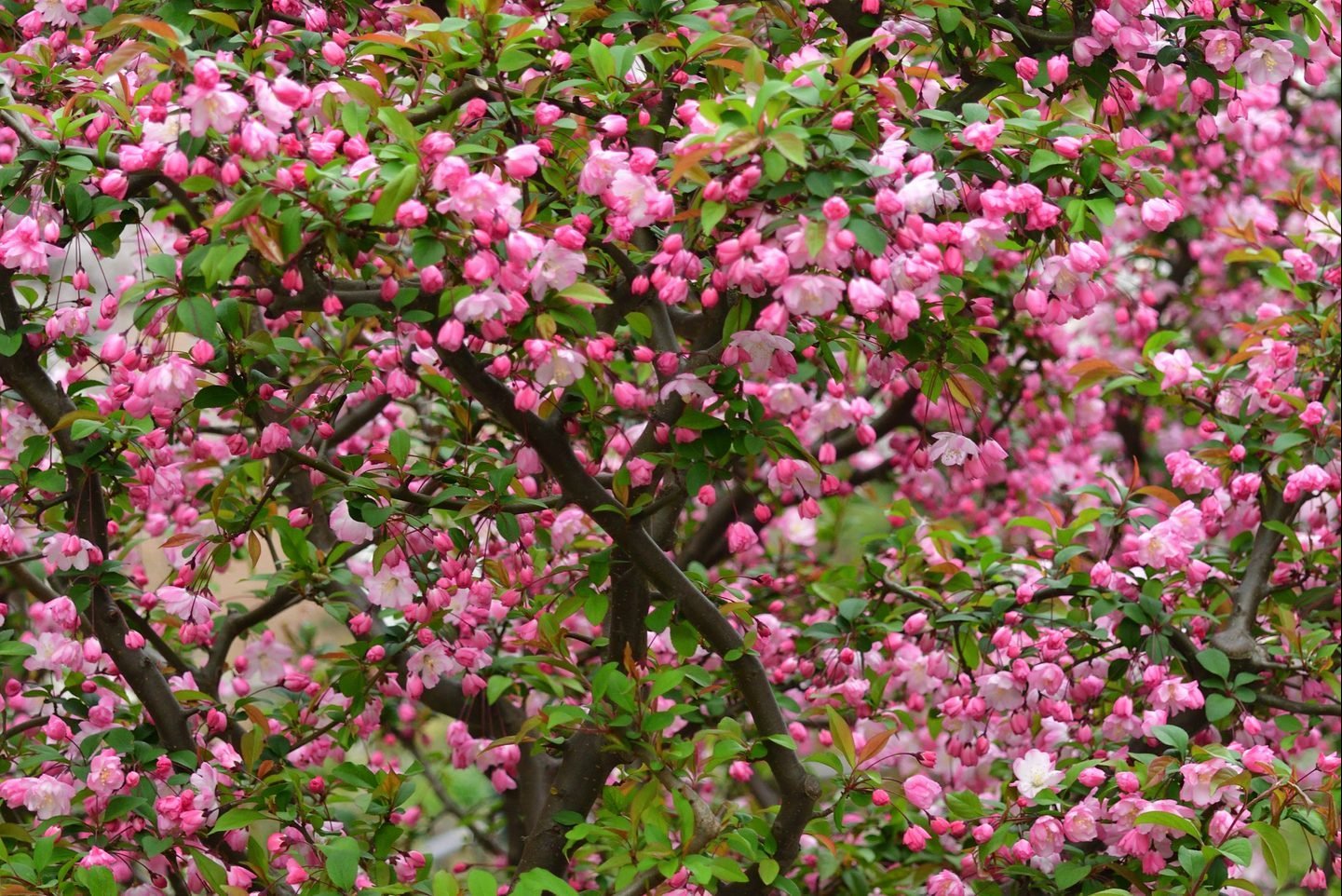 10 Types of Flowering Trees