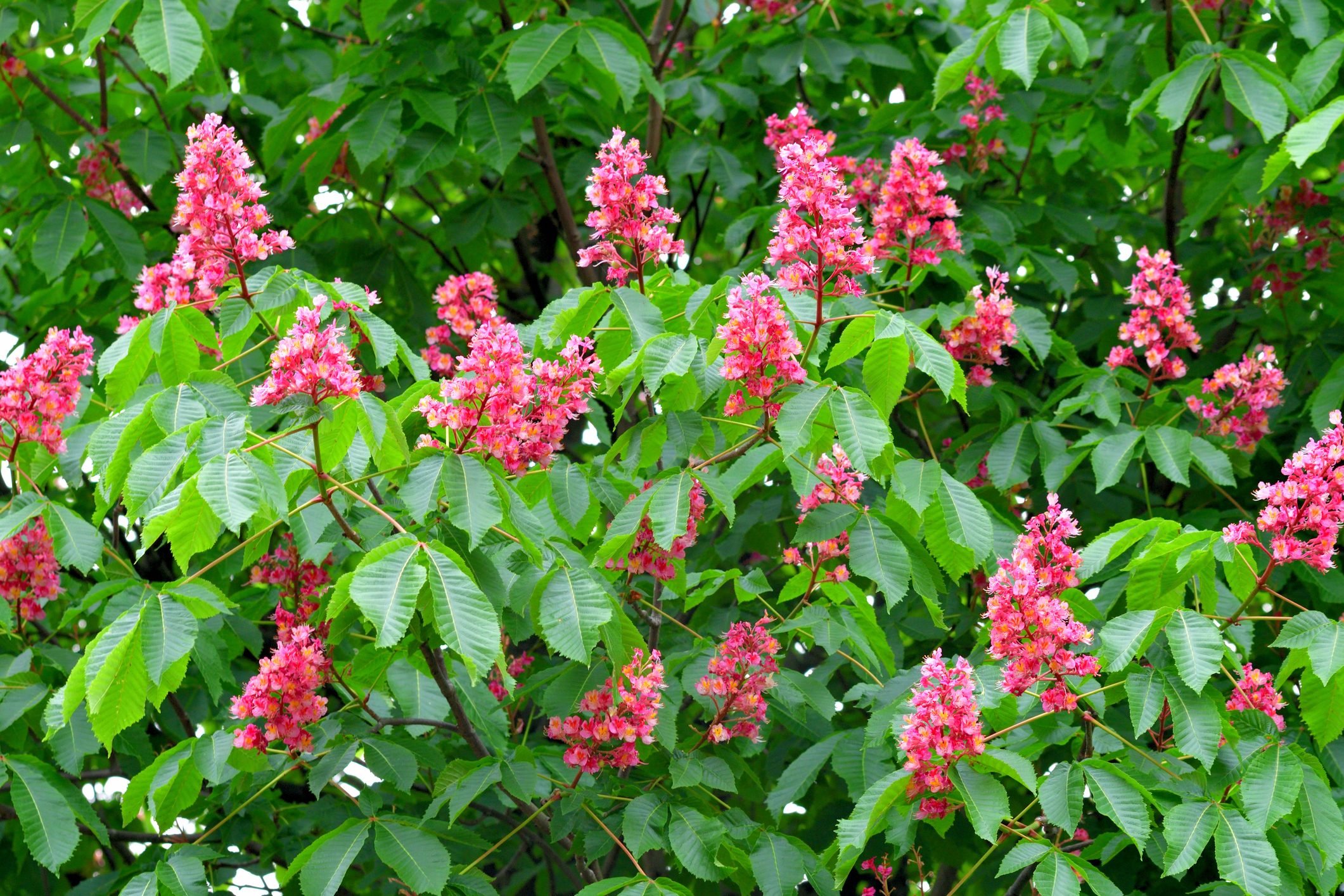 Red Horse-Chestnut Flower / Aesculus x carnea