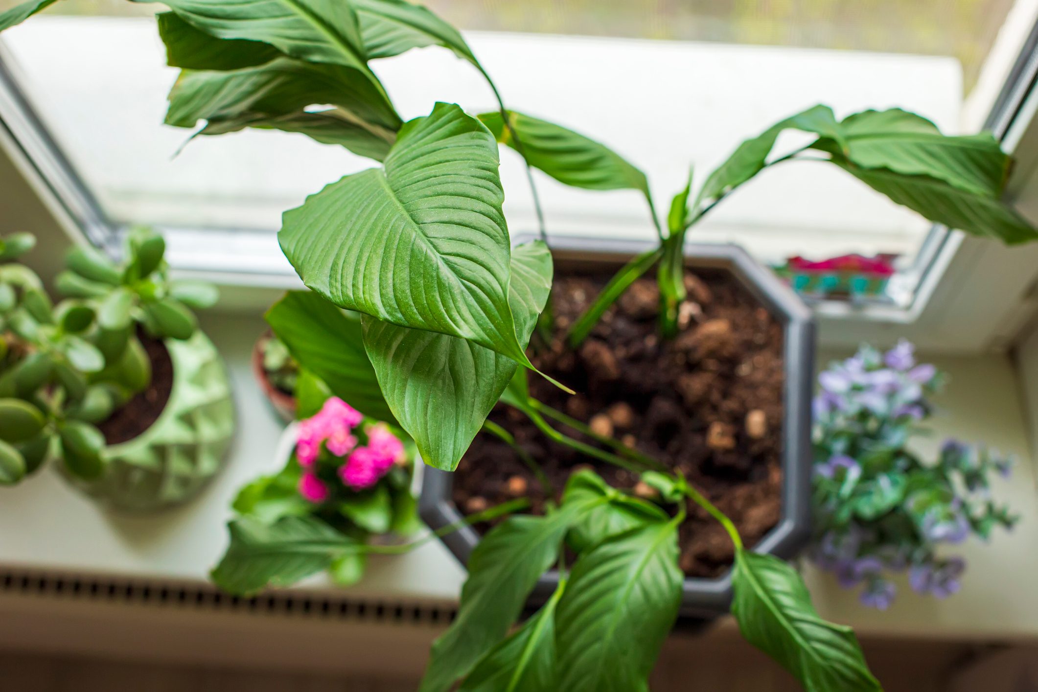 3 Reasons You Should Dust Houseplants