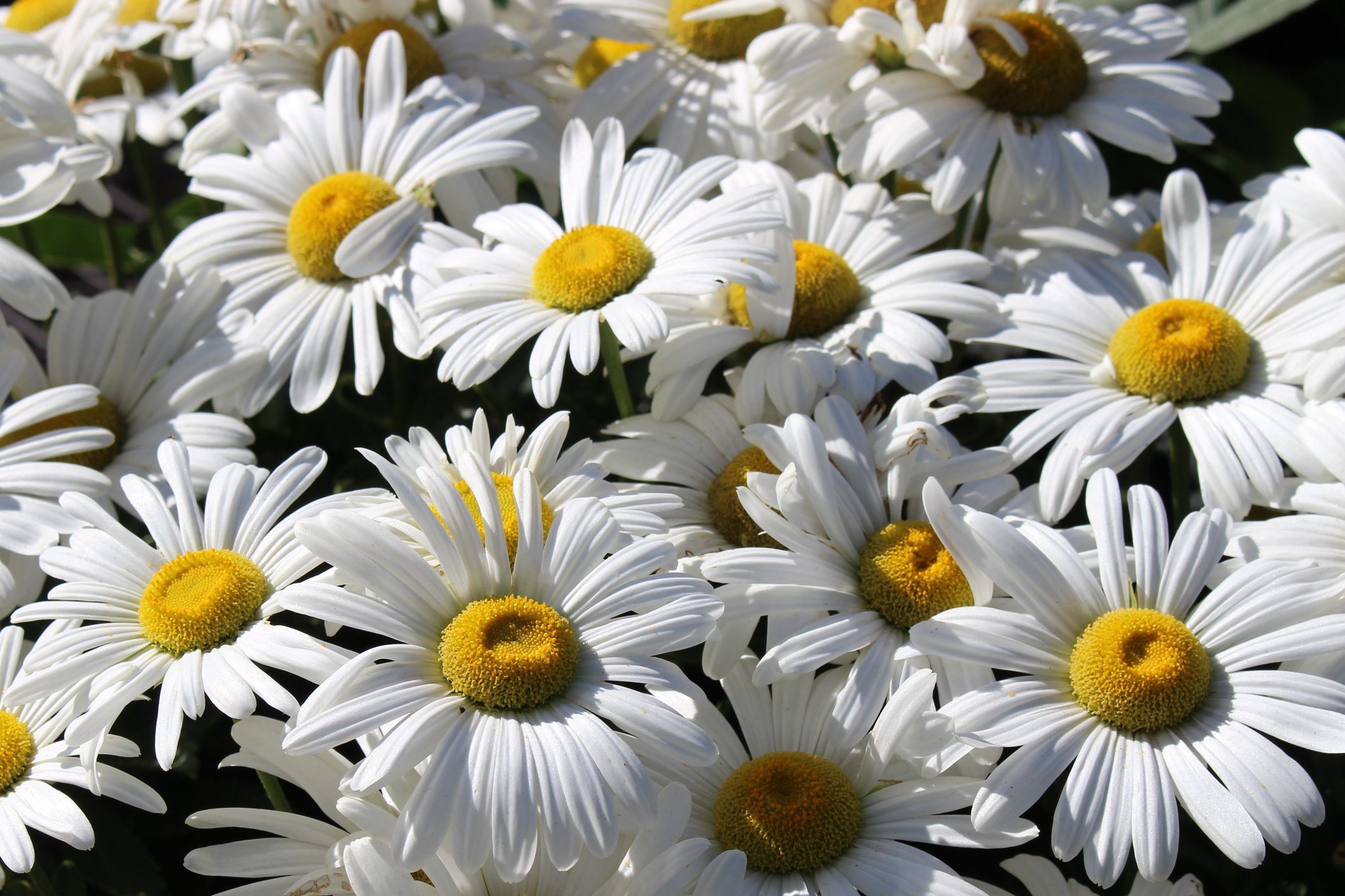 12 Best White Flowers for Your Garden