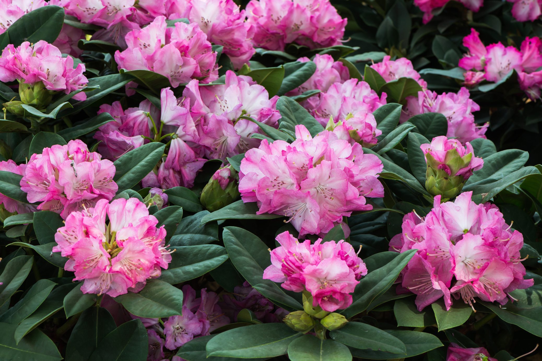 How To Plant and Care for Rhododendrons