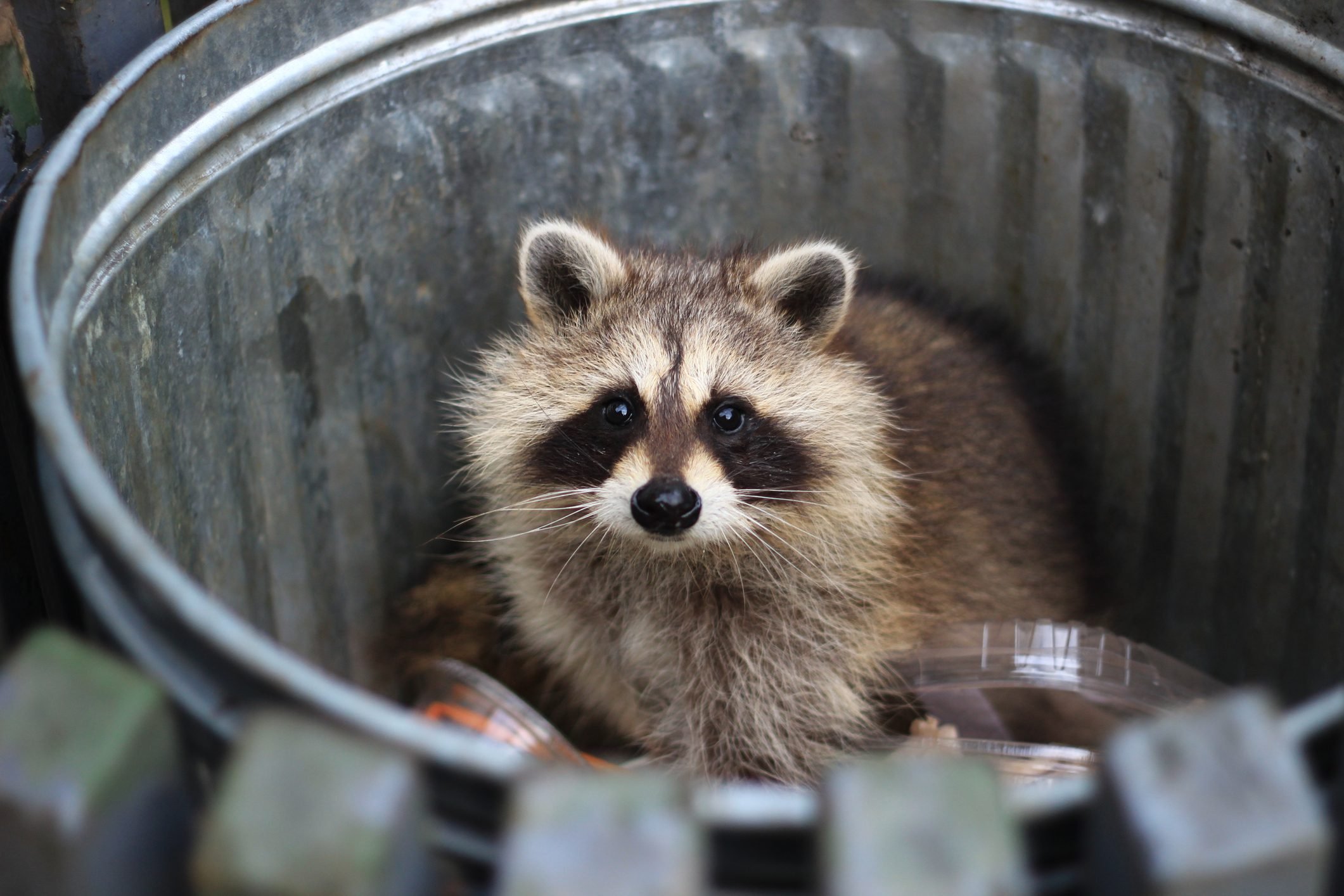 8 Warning Signs You Have a Raccoon Problem