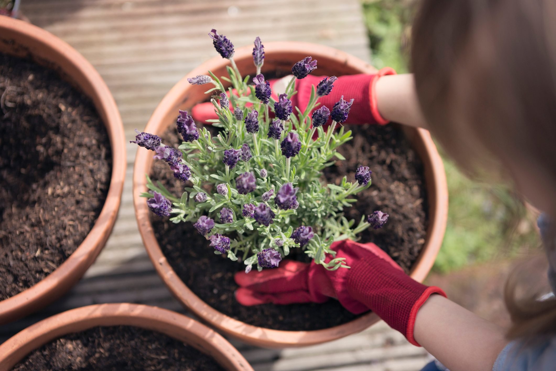 How To Grow Lavender