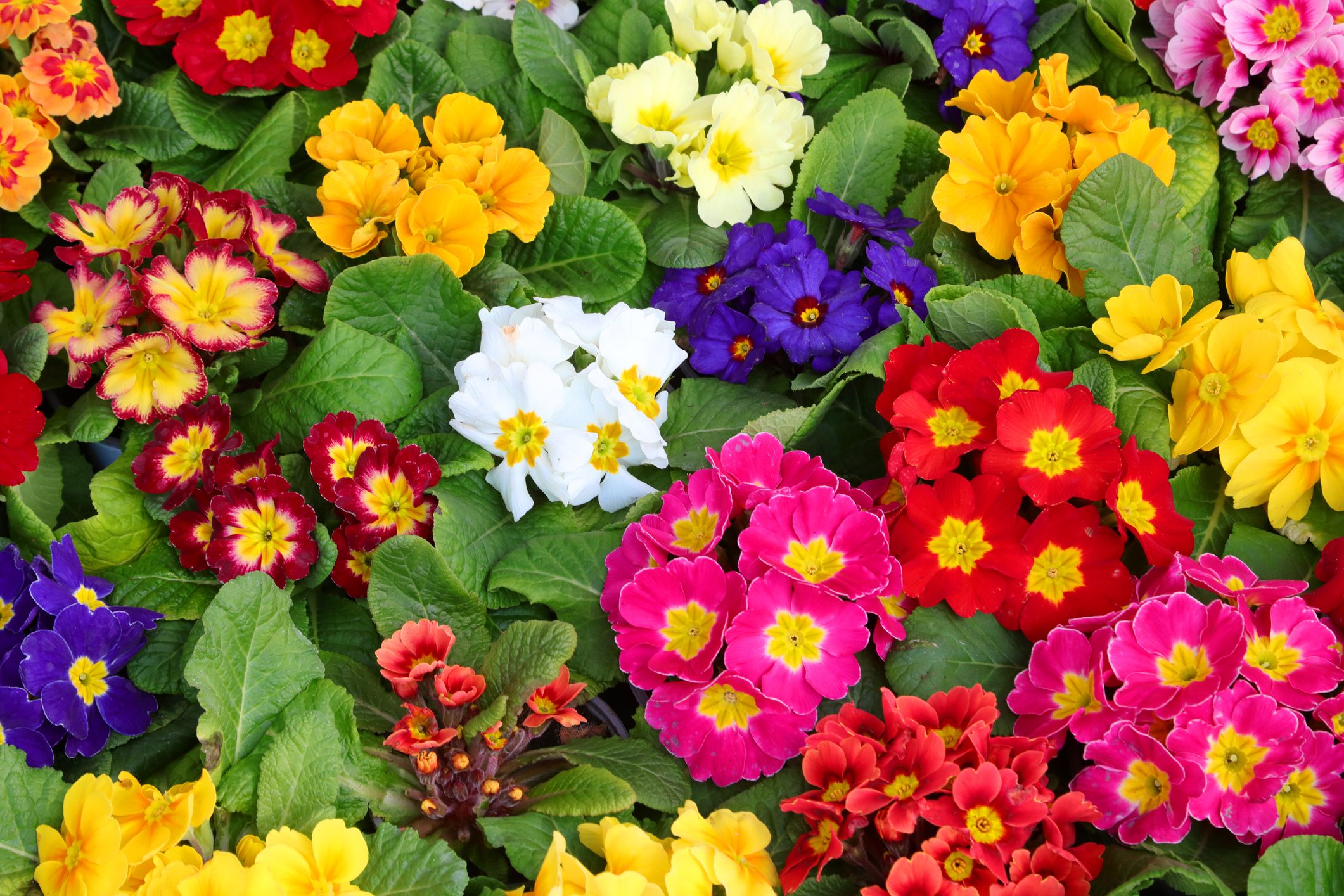 10 Best Spring Flowers