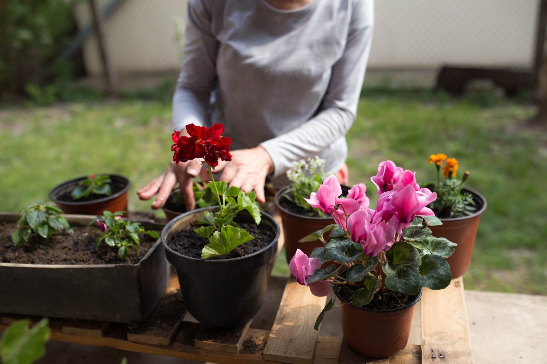 How To Care for Begonias