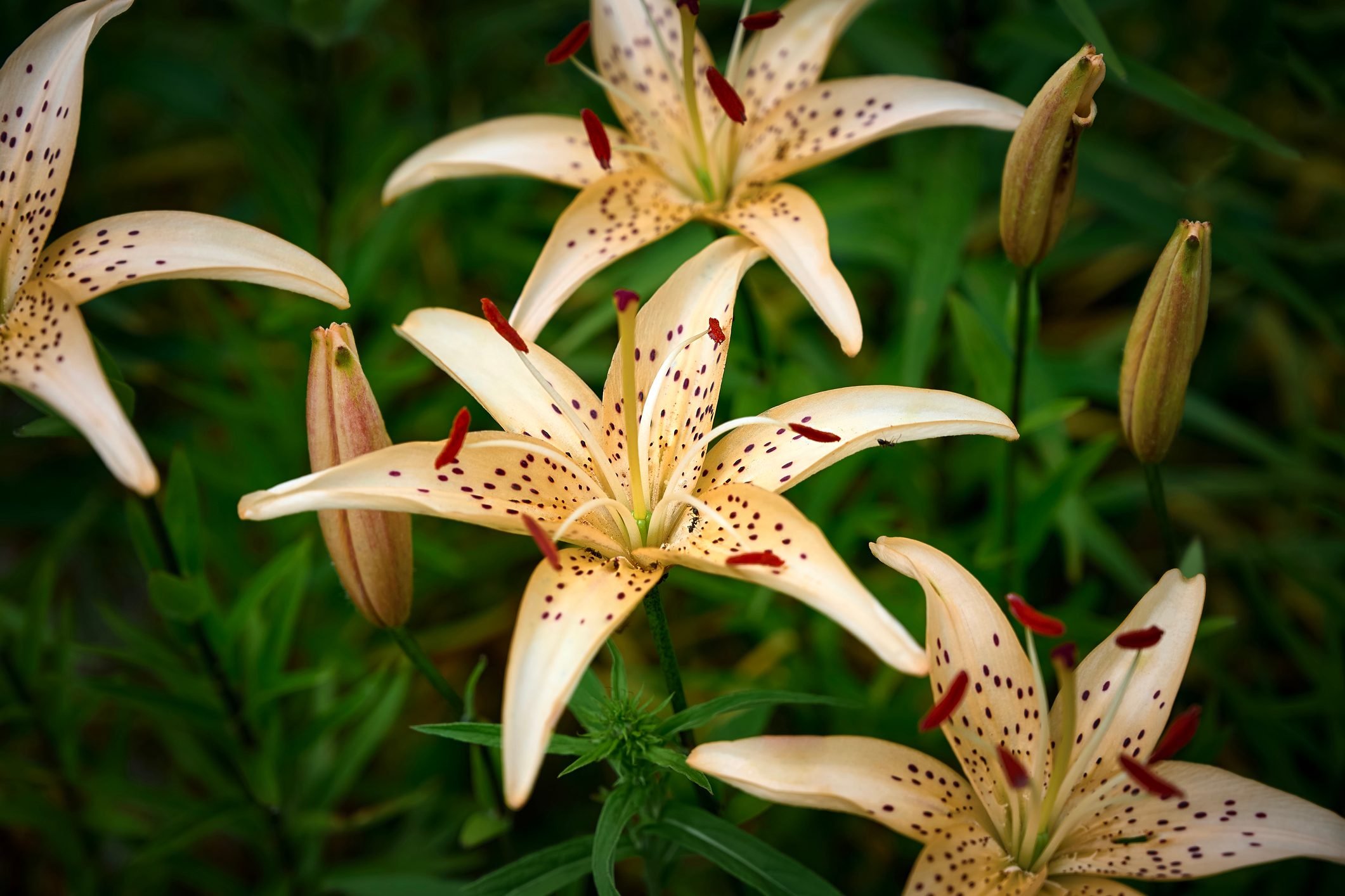 Guide To Growing Tiger Lilies