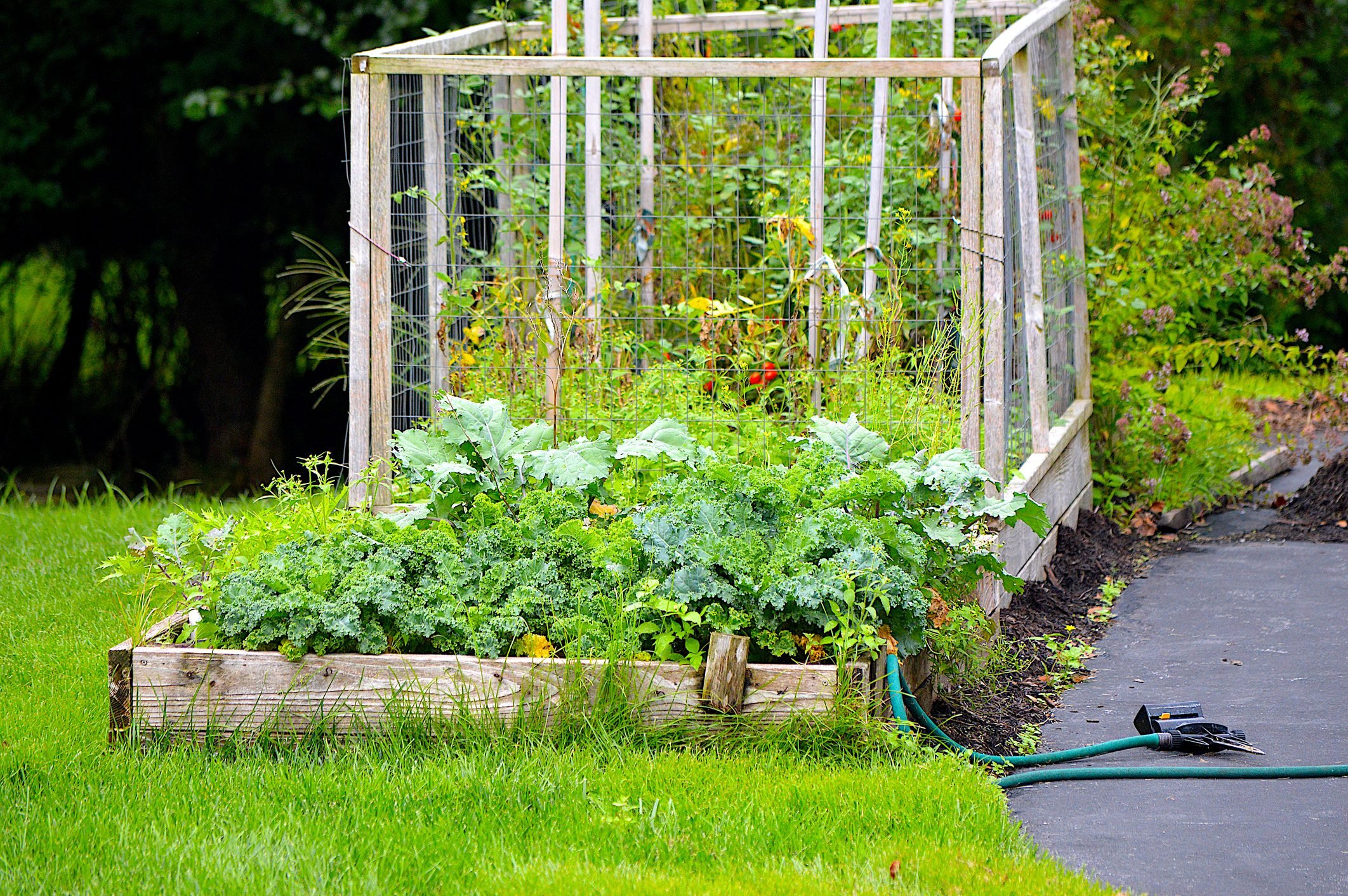 11 Organic Gardening Tips for Beginners