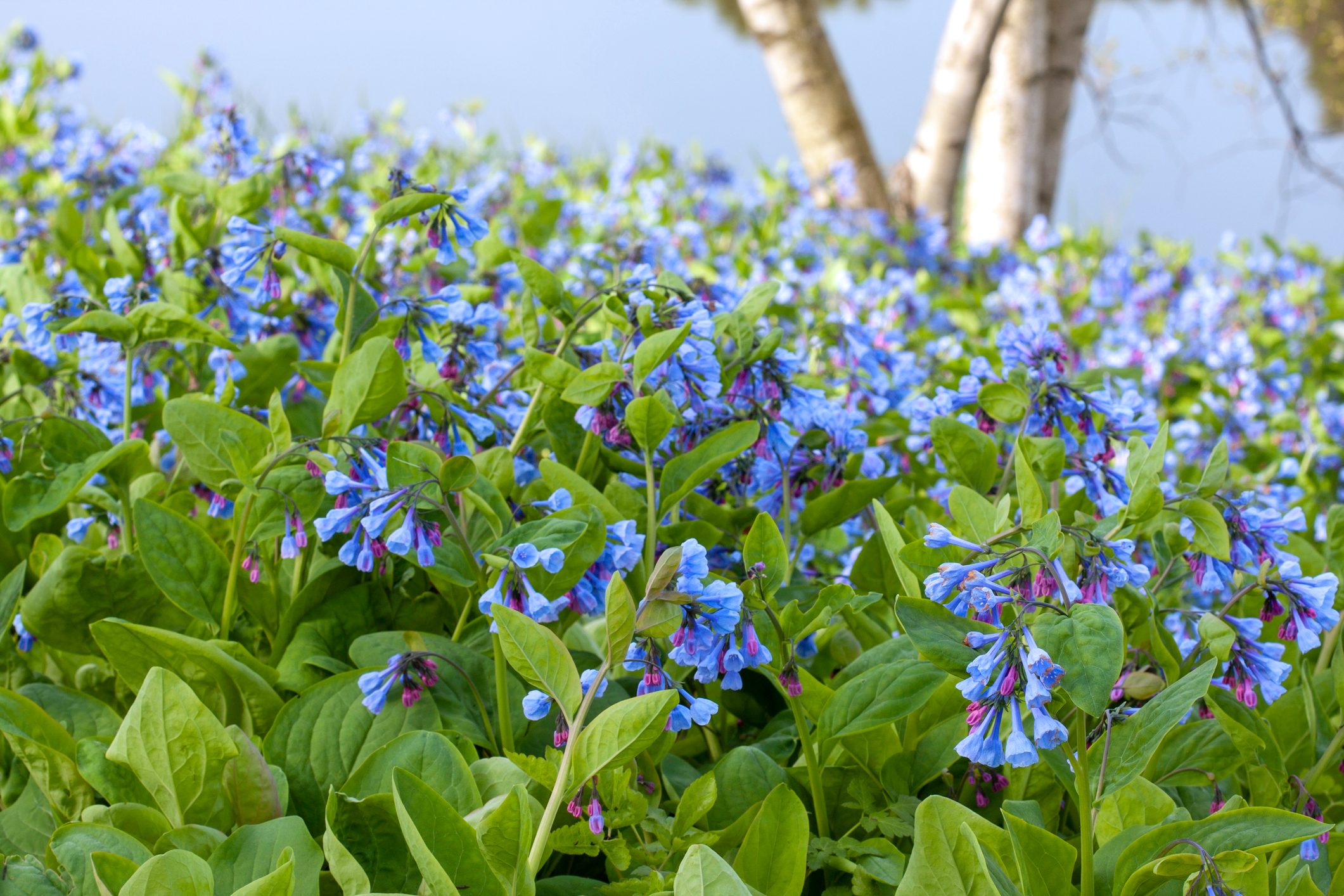 Virginia Bluebells