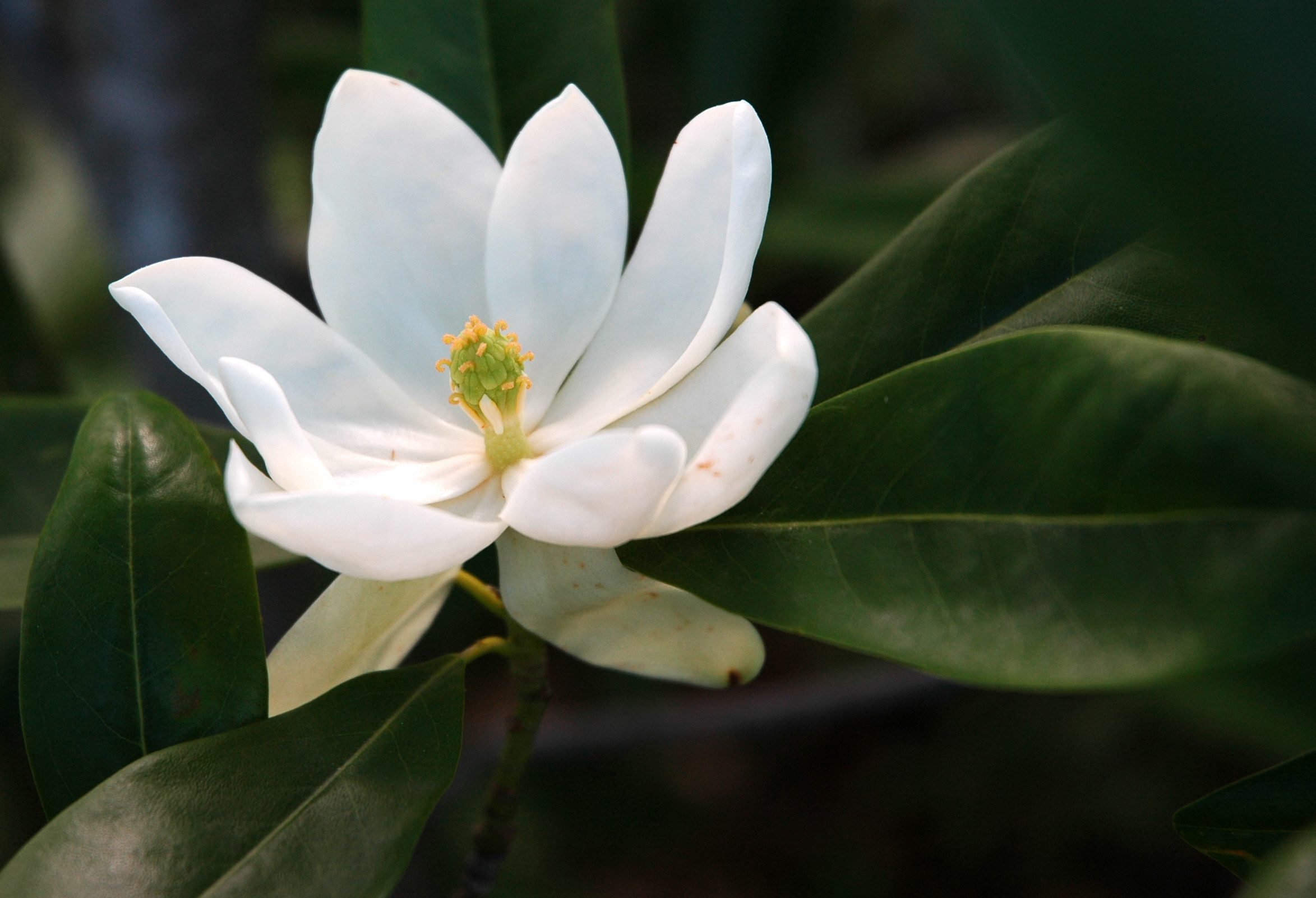 Sweetbay Magnolia Flower in Bloom Close Up