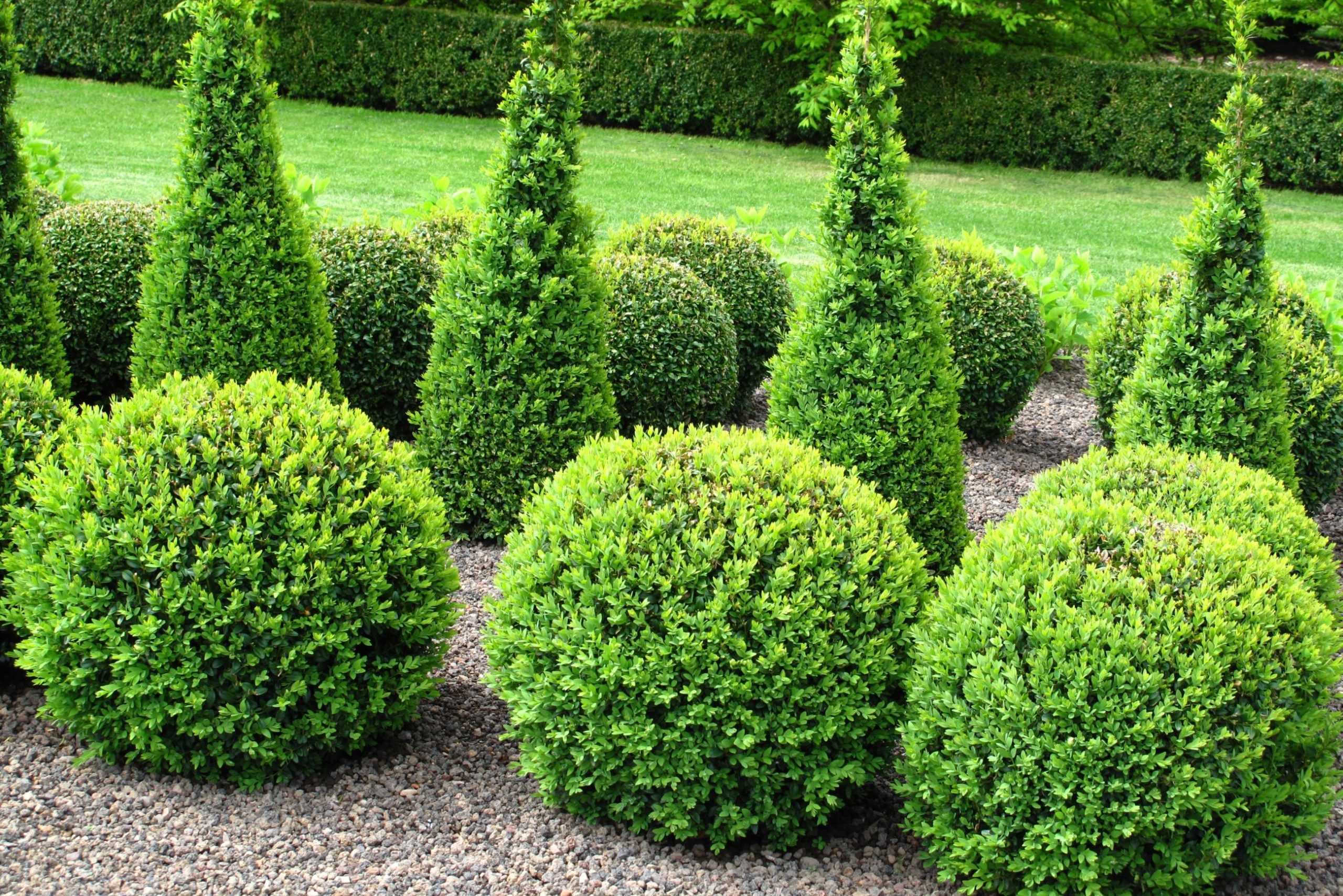 10 Best Evergreen Shrubs