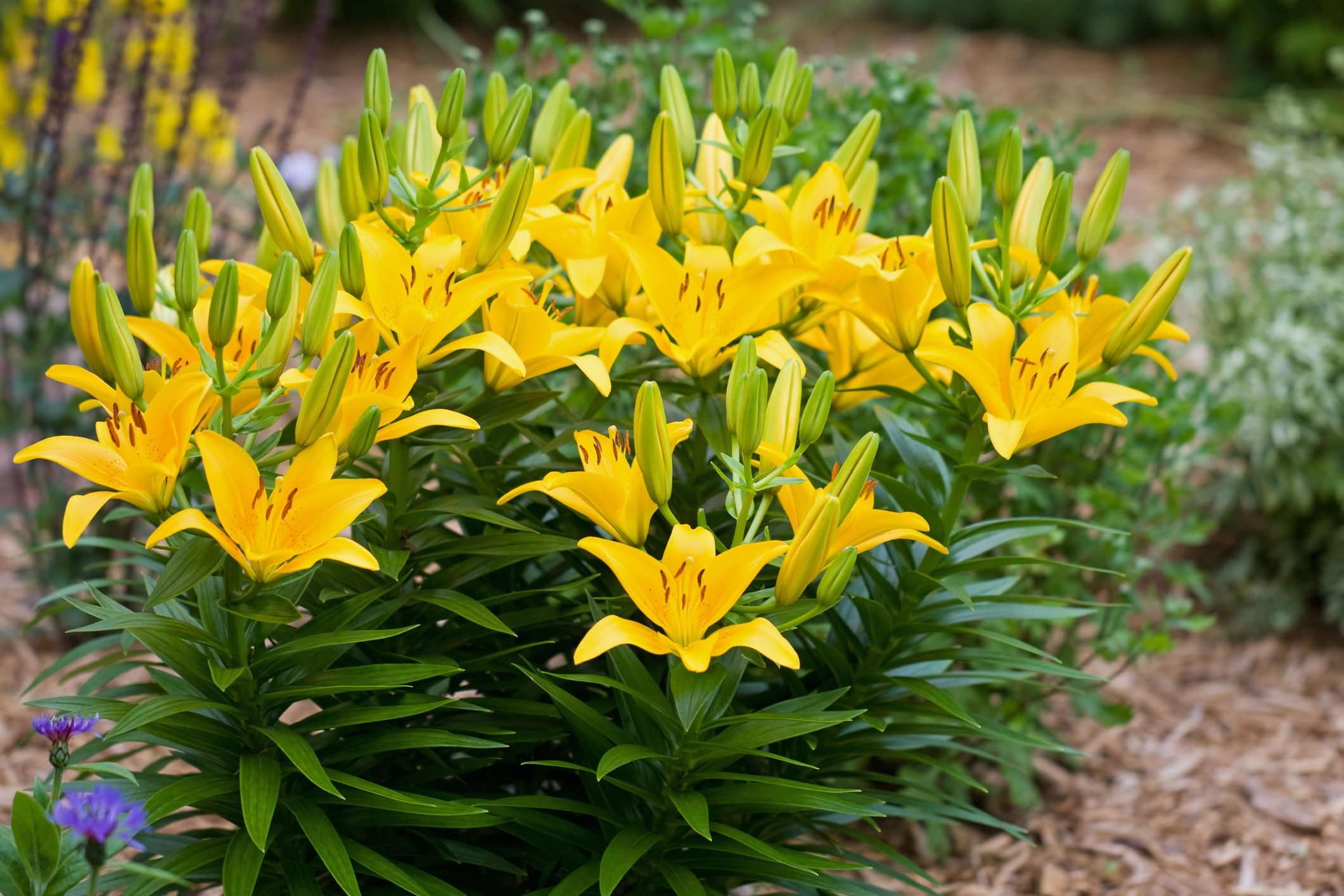 10 Types of Lilies To Grow in Your Garden