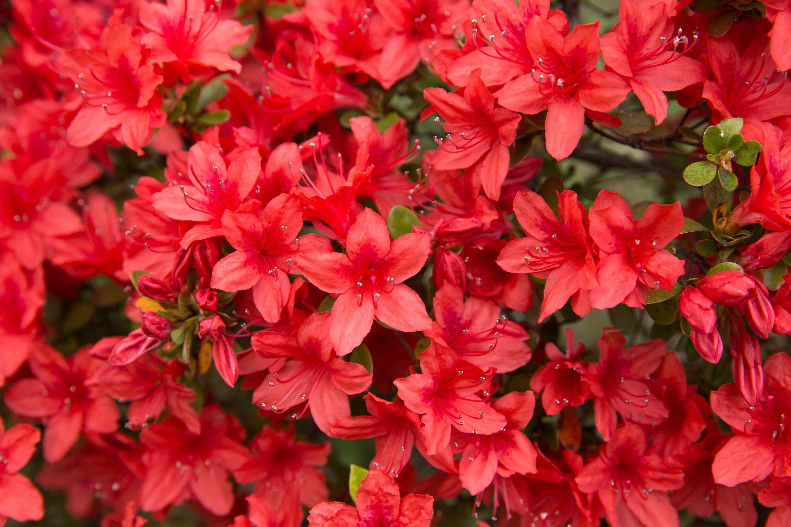 8 Best Types of Azaleas for Your Garden