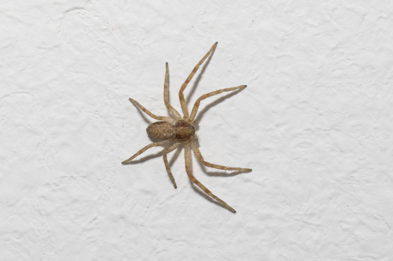 common house spiders