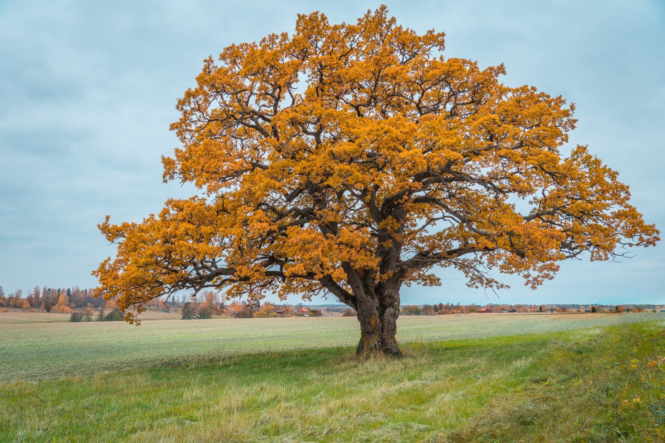 What Is a Keystone Plant and How Does It Support Wildlife?