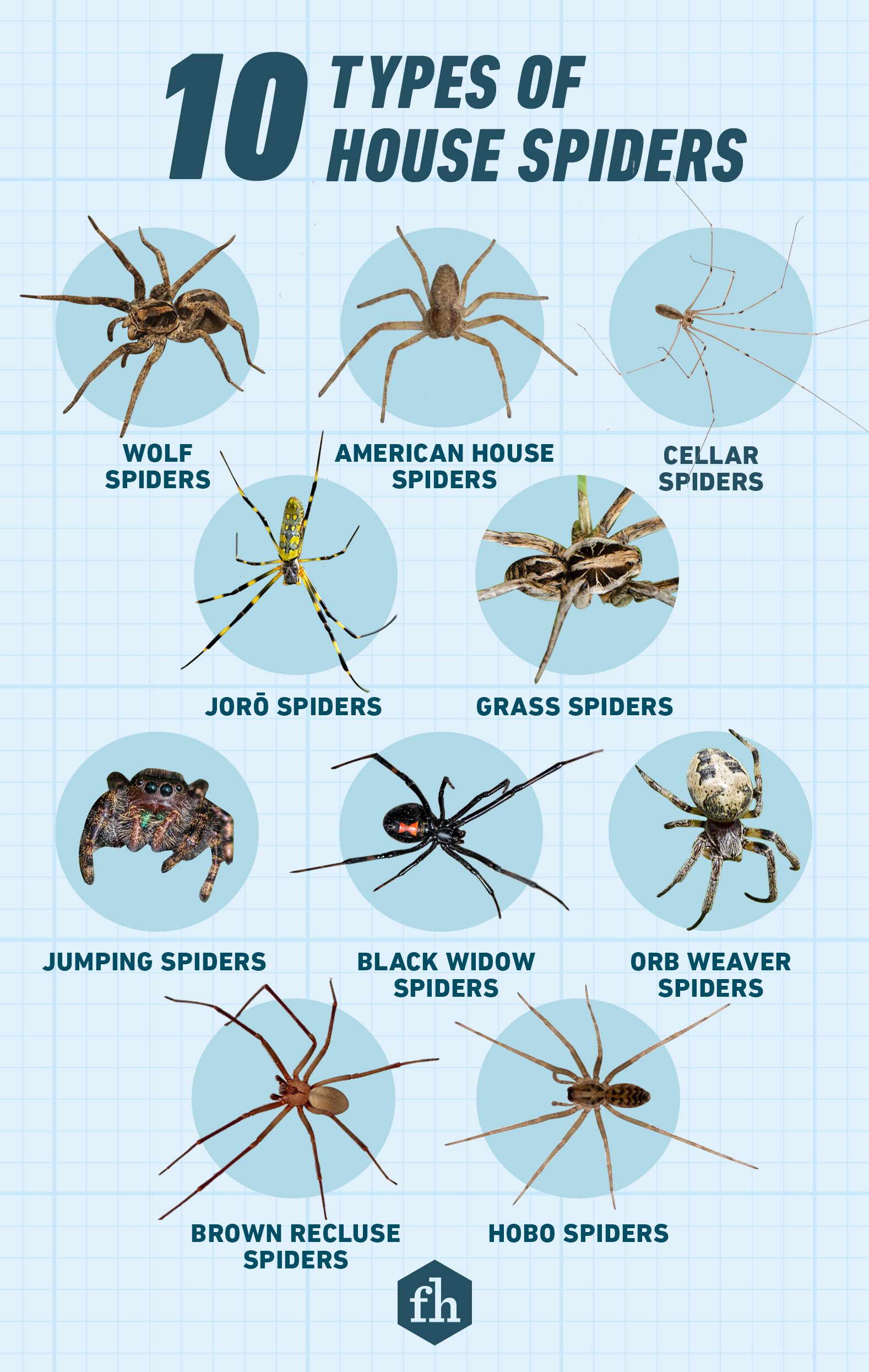 Common House-spider