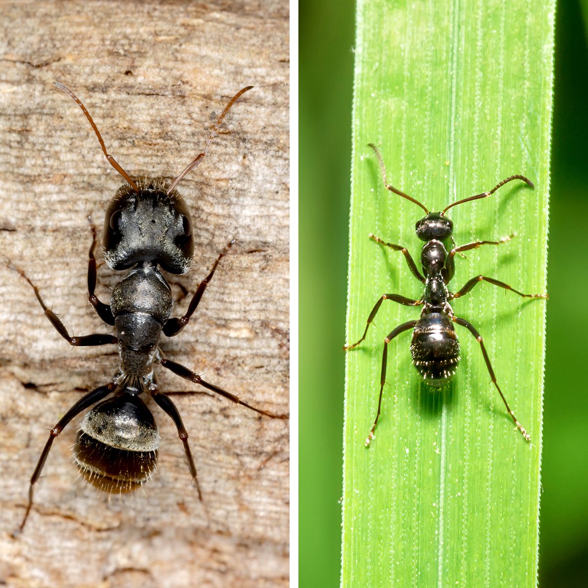 Carpenter Ants vs. Black Ants: What's the Difference?