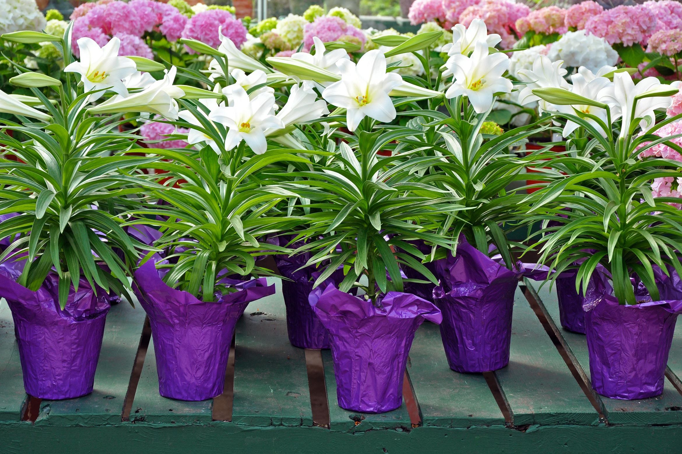 Can I Plant My Easter Lily?