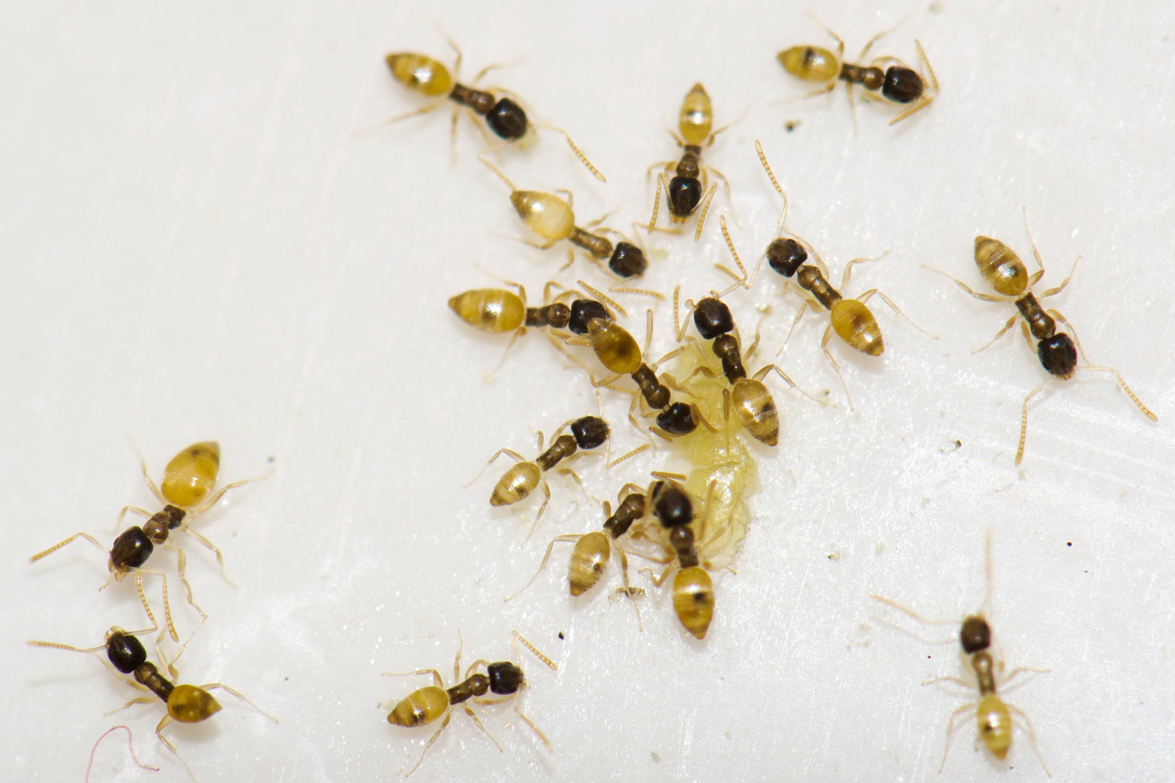 A Homeowner's Guide to Ghost Ants