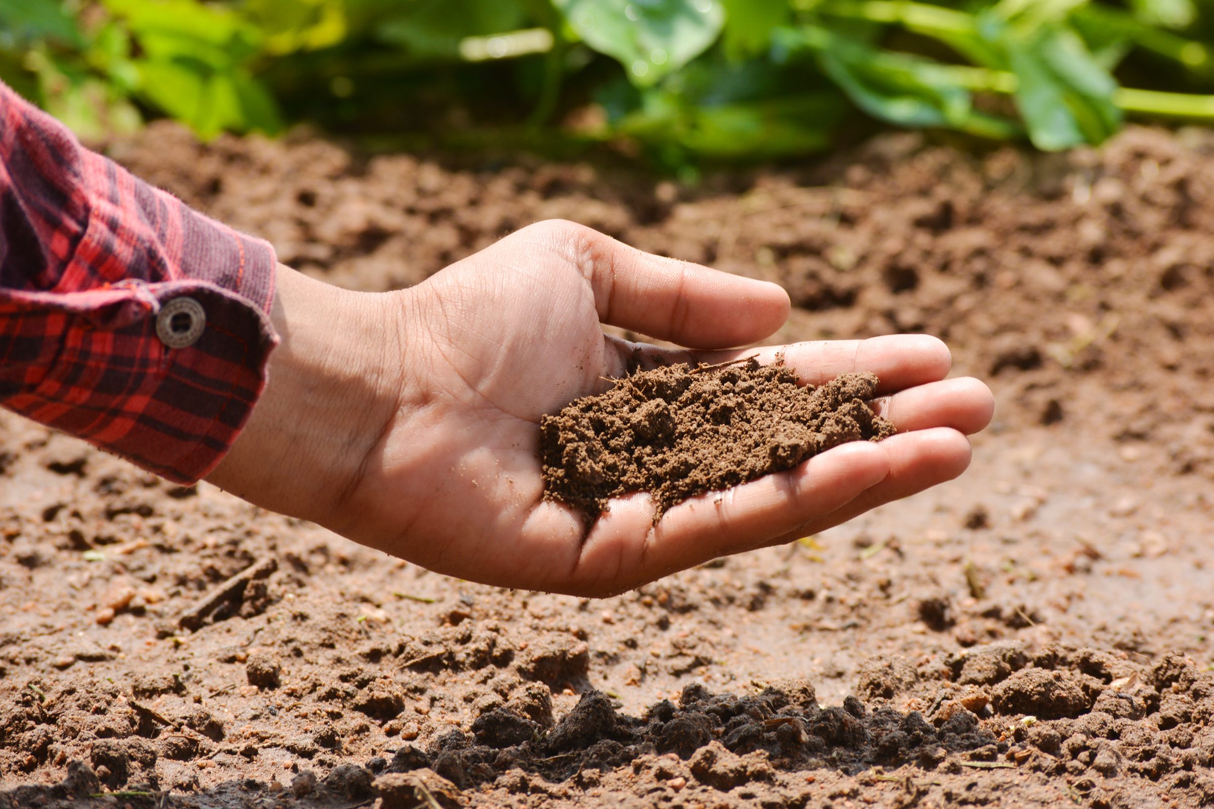 How To Test Soil pH With and Without a Kit