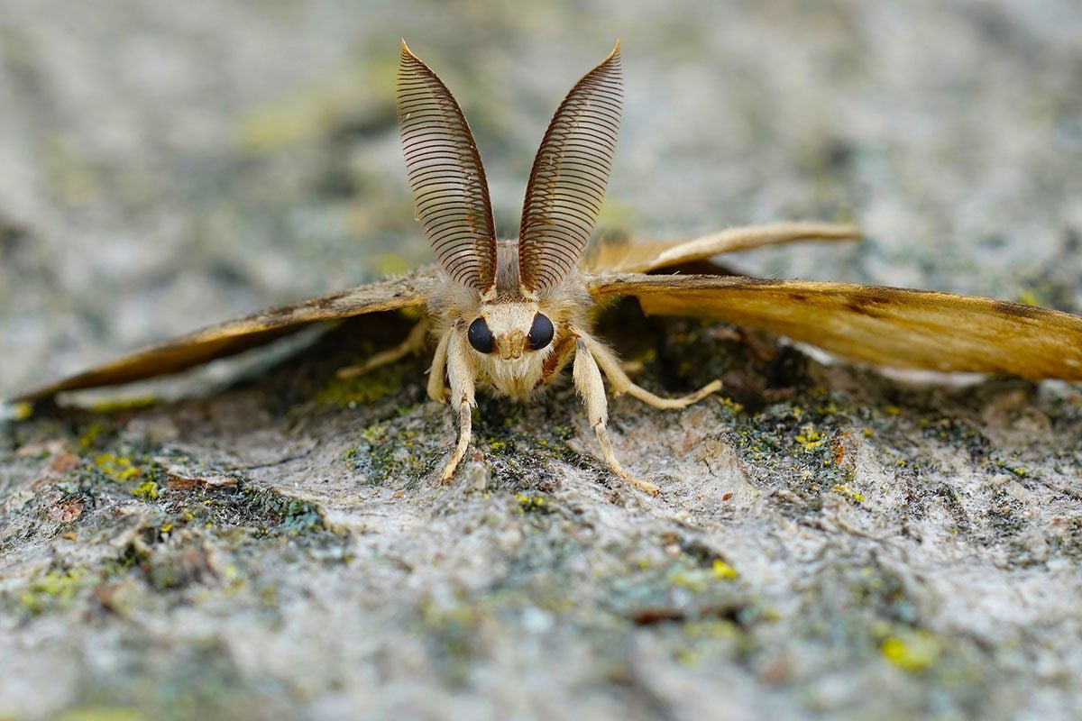 If You See a Spongy Moth, Here's What to Do
