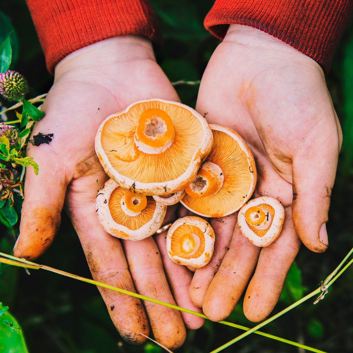 How to Start Foraging for Mushrooms Family Handyman