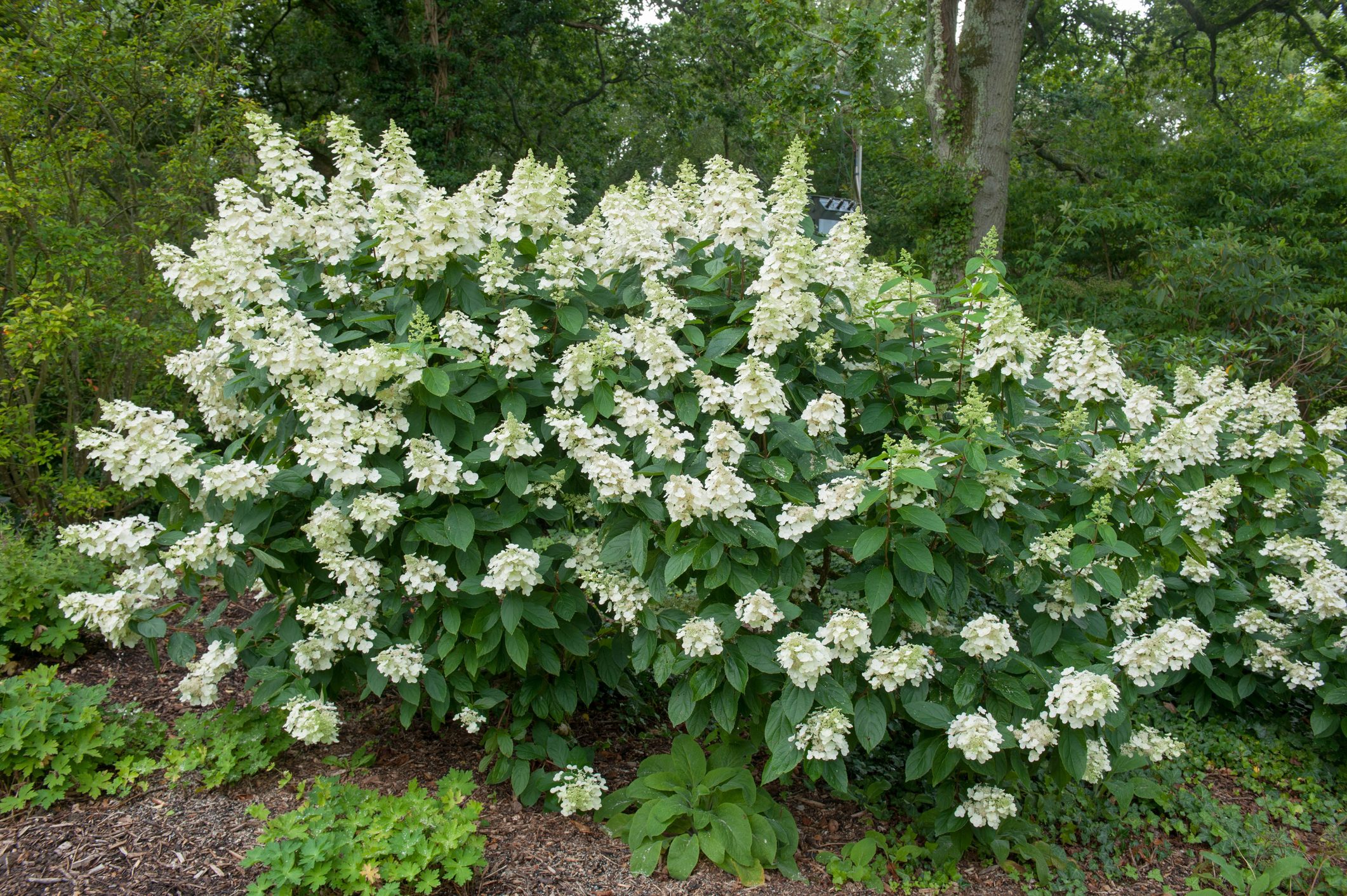 Autumn Flowering Cream Flowers of a Paniculate Hydrangea Shrub (Hydrangea paniculata 'Tardiva') Growing in a Woodland Garden in Rural Devon, England, UK