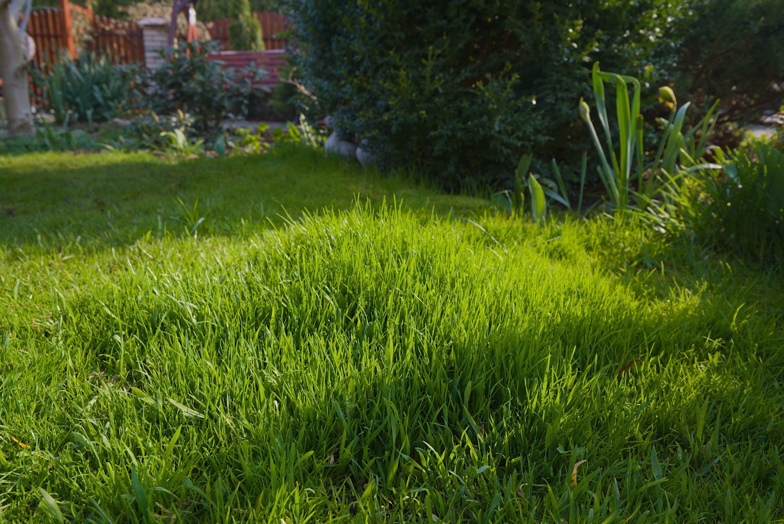 High and low grass on the lawn - the result of the sowing of different grass varieties