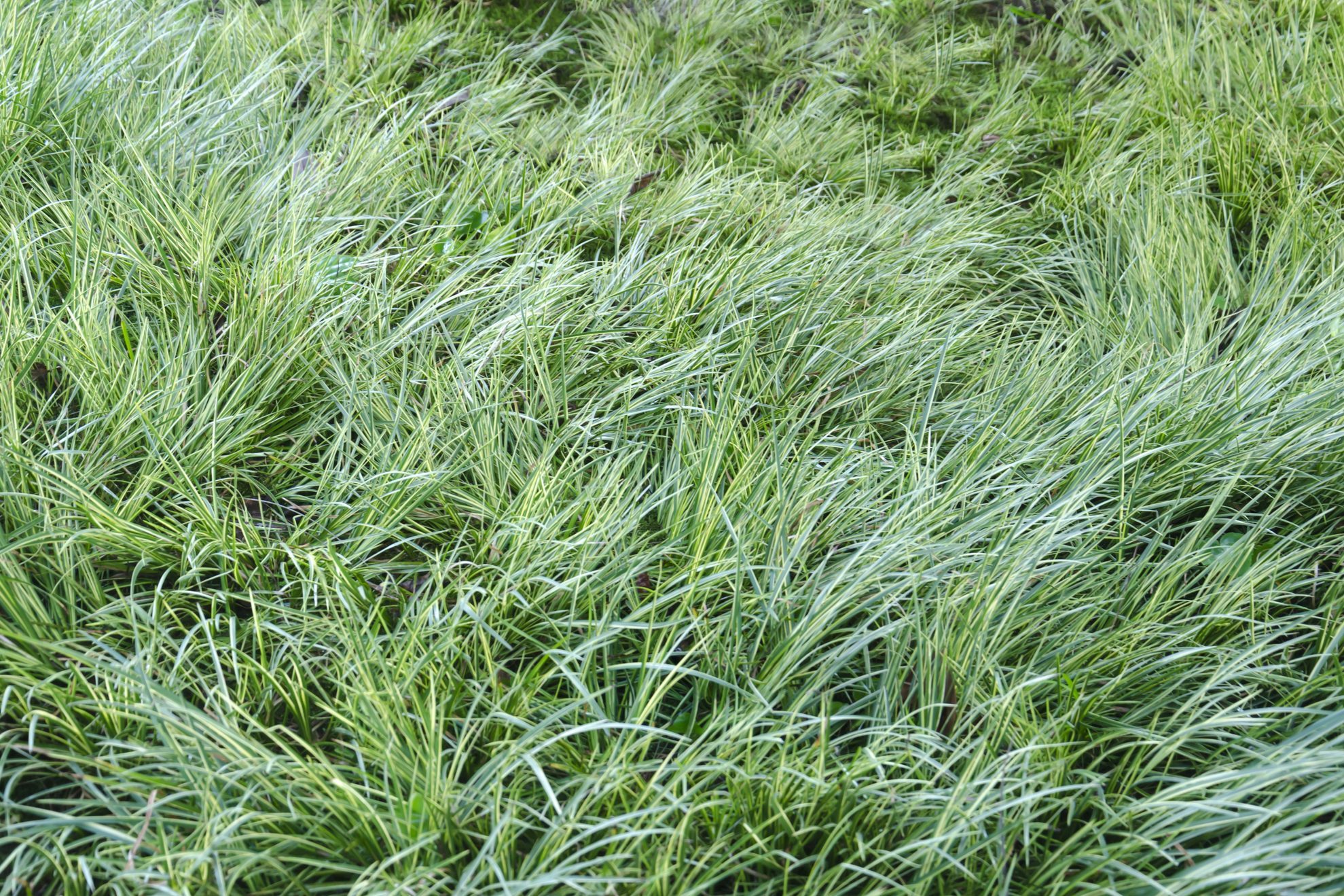 Carex montana, also called mountain or soft-leaved sedge