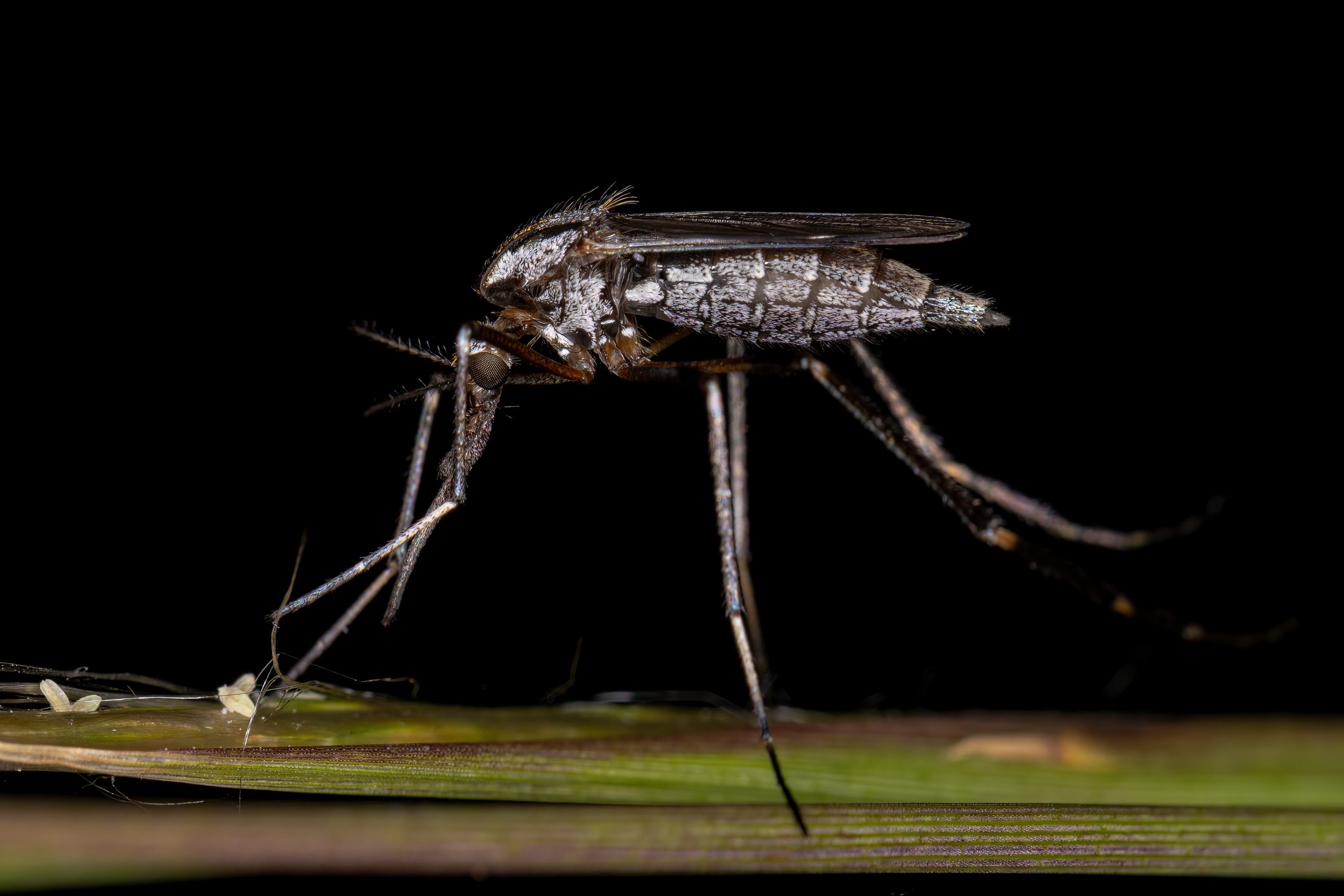 Adult Gallinipper Insect,Close-up of insect on plant against black background