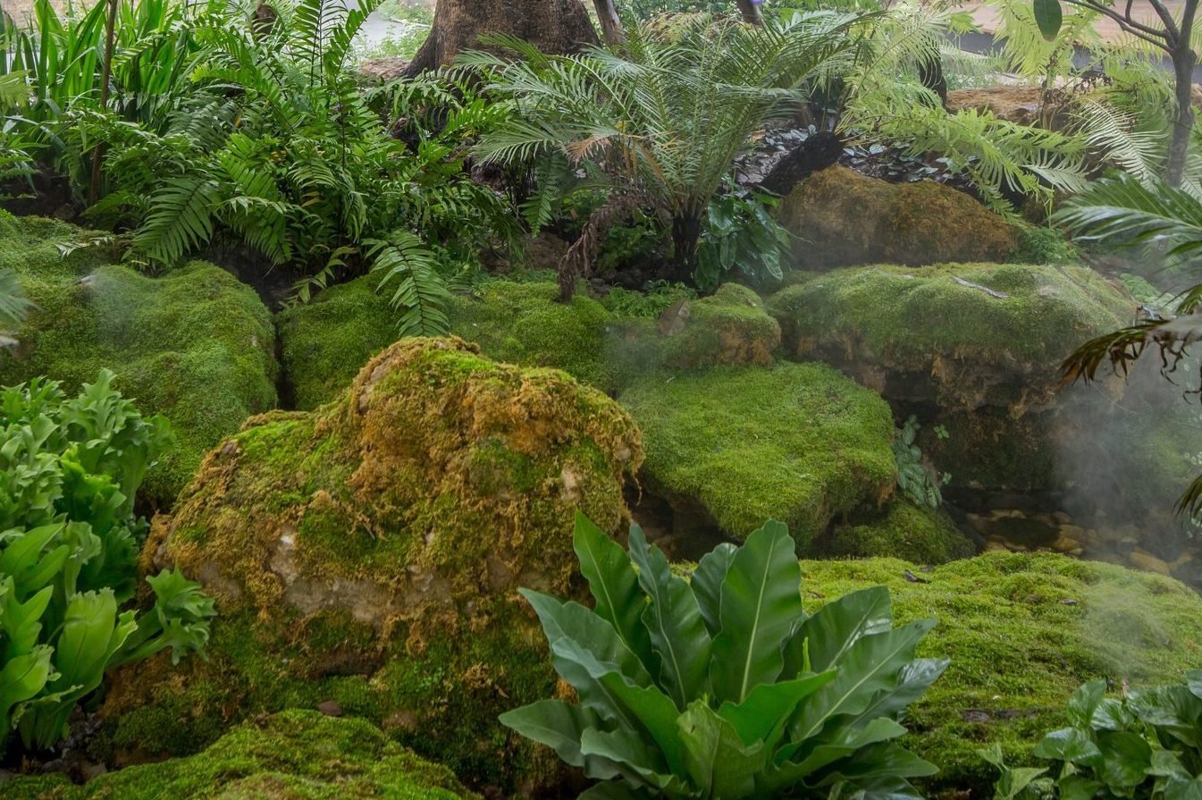 What To Know About Moss Gardens