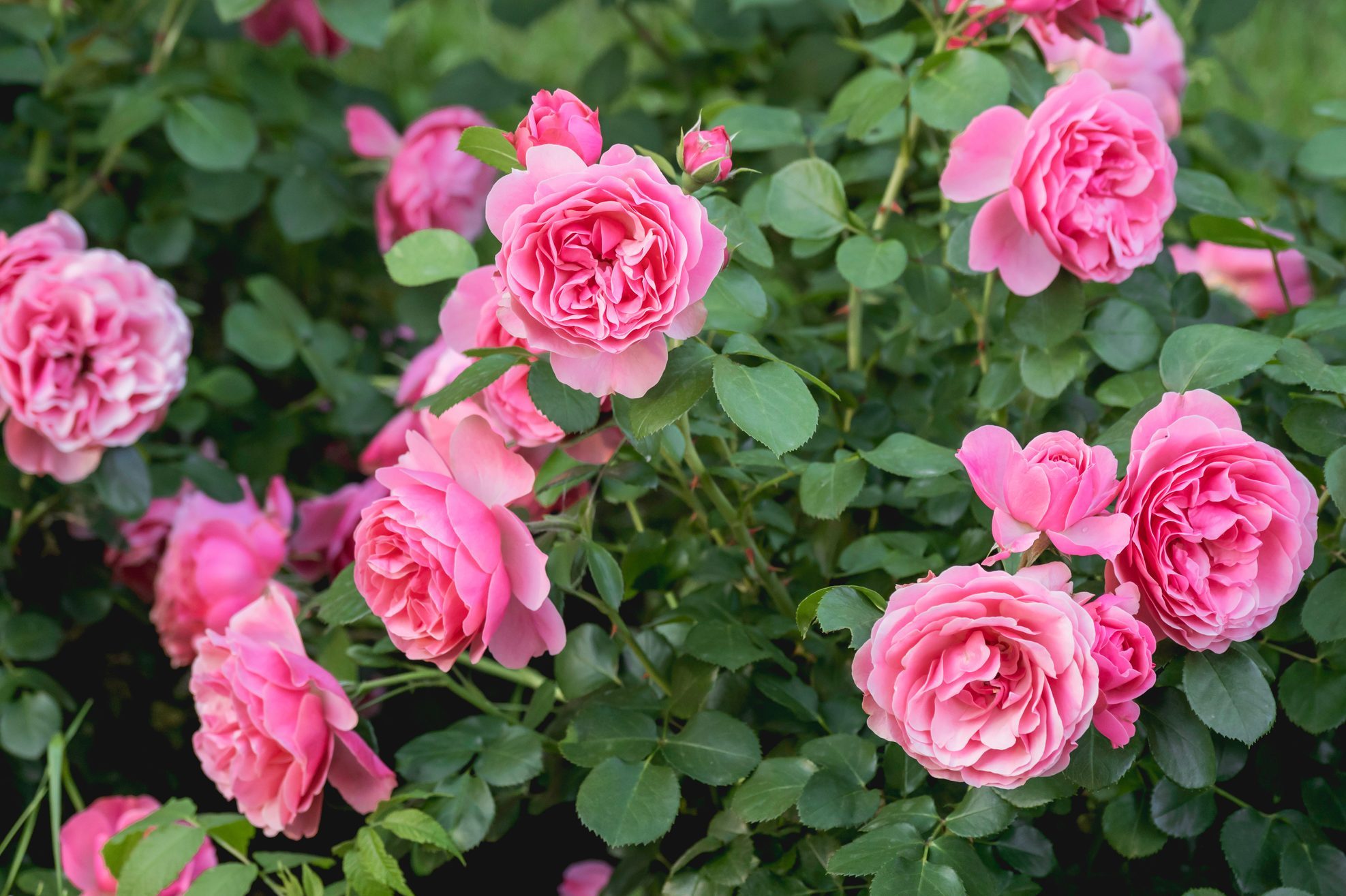 How To Grow a Rose Bush