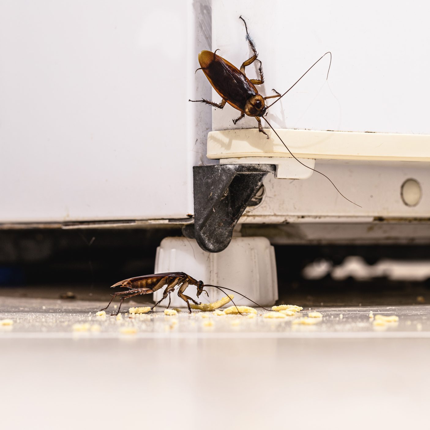 cockroach infestation inside a kitchen, dirty fridge and unhygienic kitchen. Insect or pest problems indoors